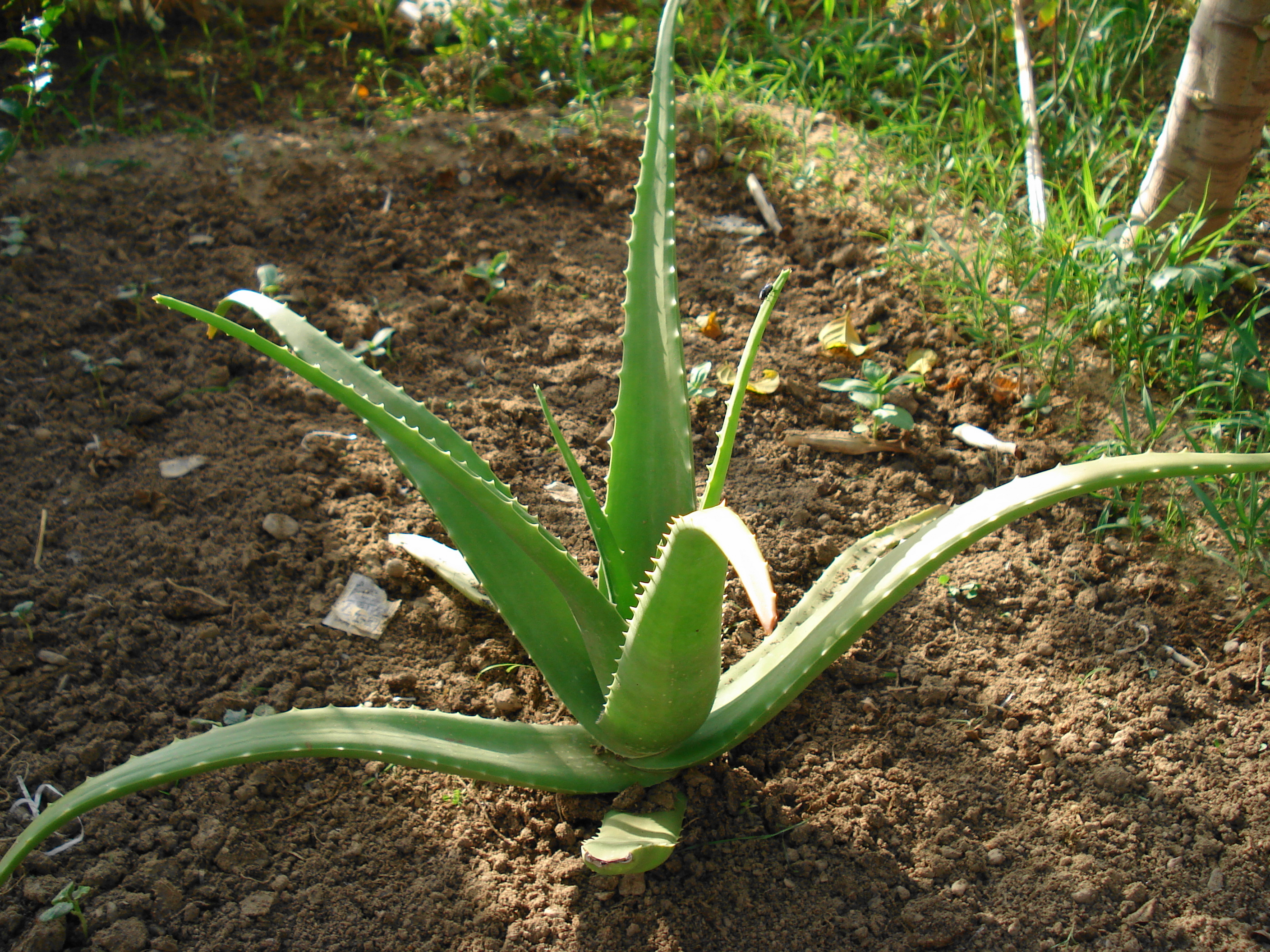 알로에 베라(Aloe vera) — 약용·미용 다목적 다육
