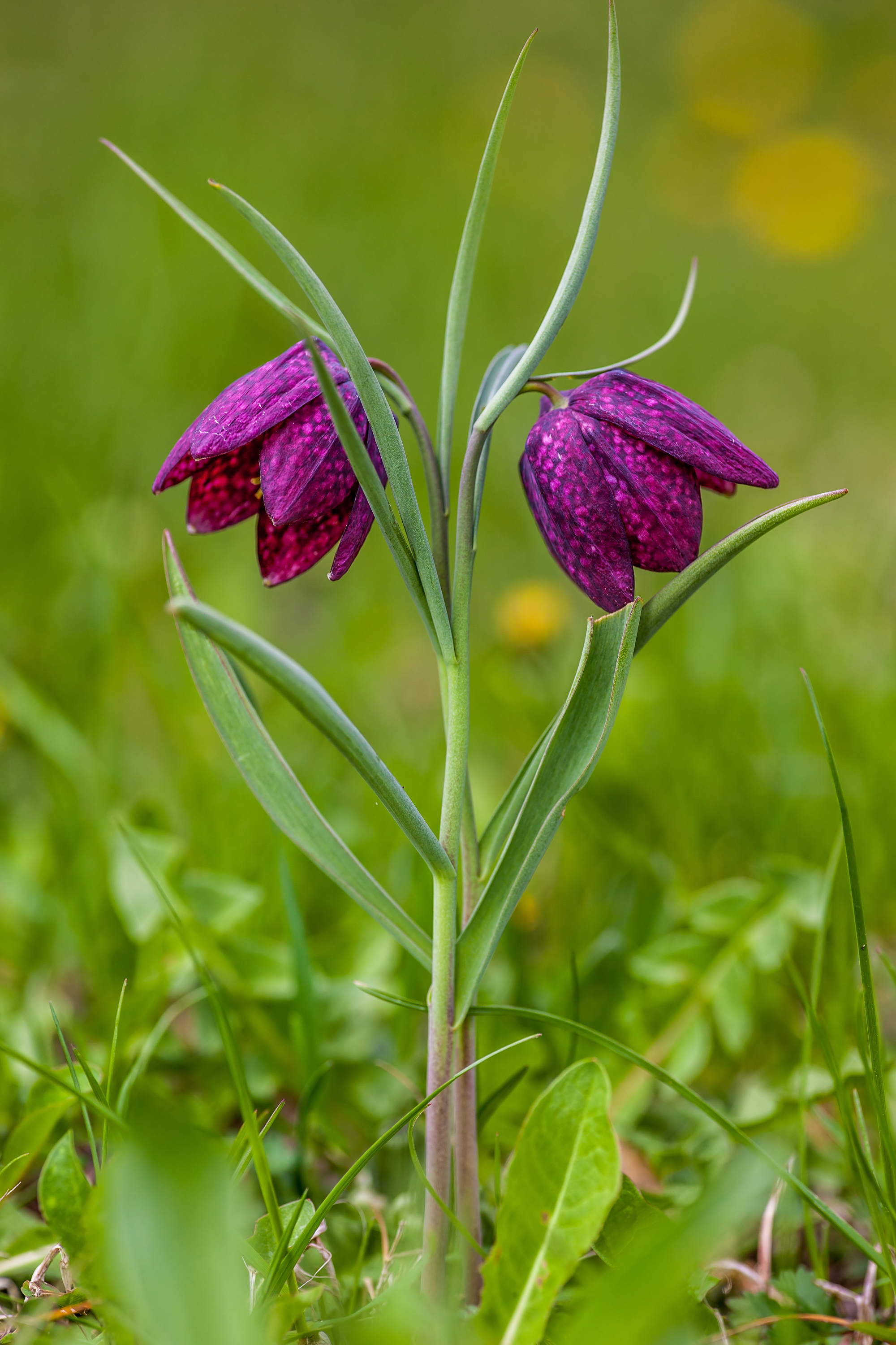 멜라그리스(Fritillaria meleagris) — Wikimedia Commons CC 라이선스 대표 사진