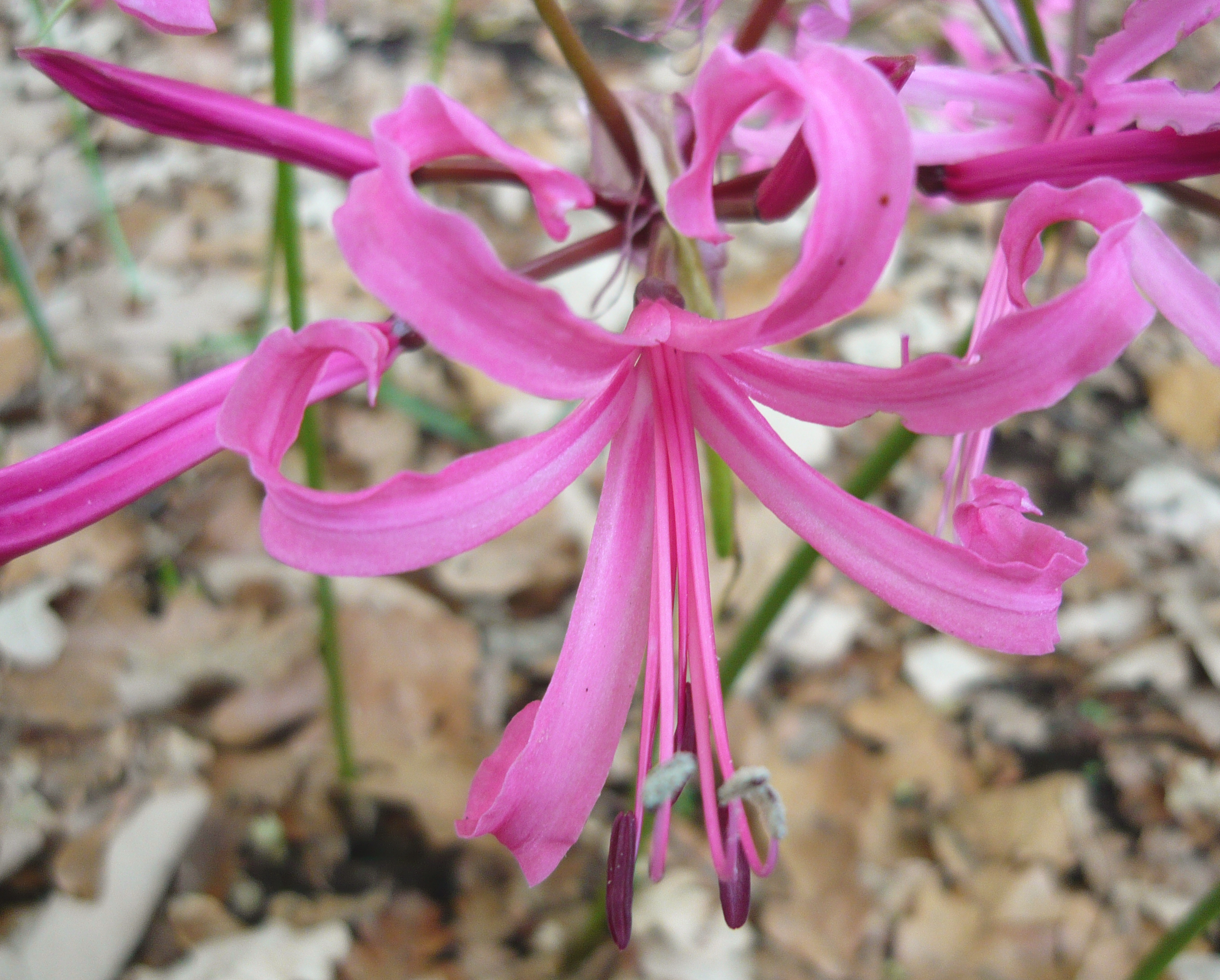 네린(Nerine bowdenii) — Wikimedia Commons CC 라이선스 대표 사진