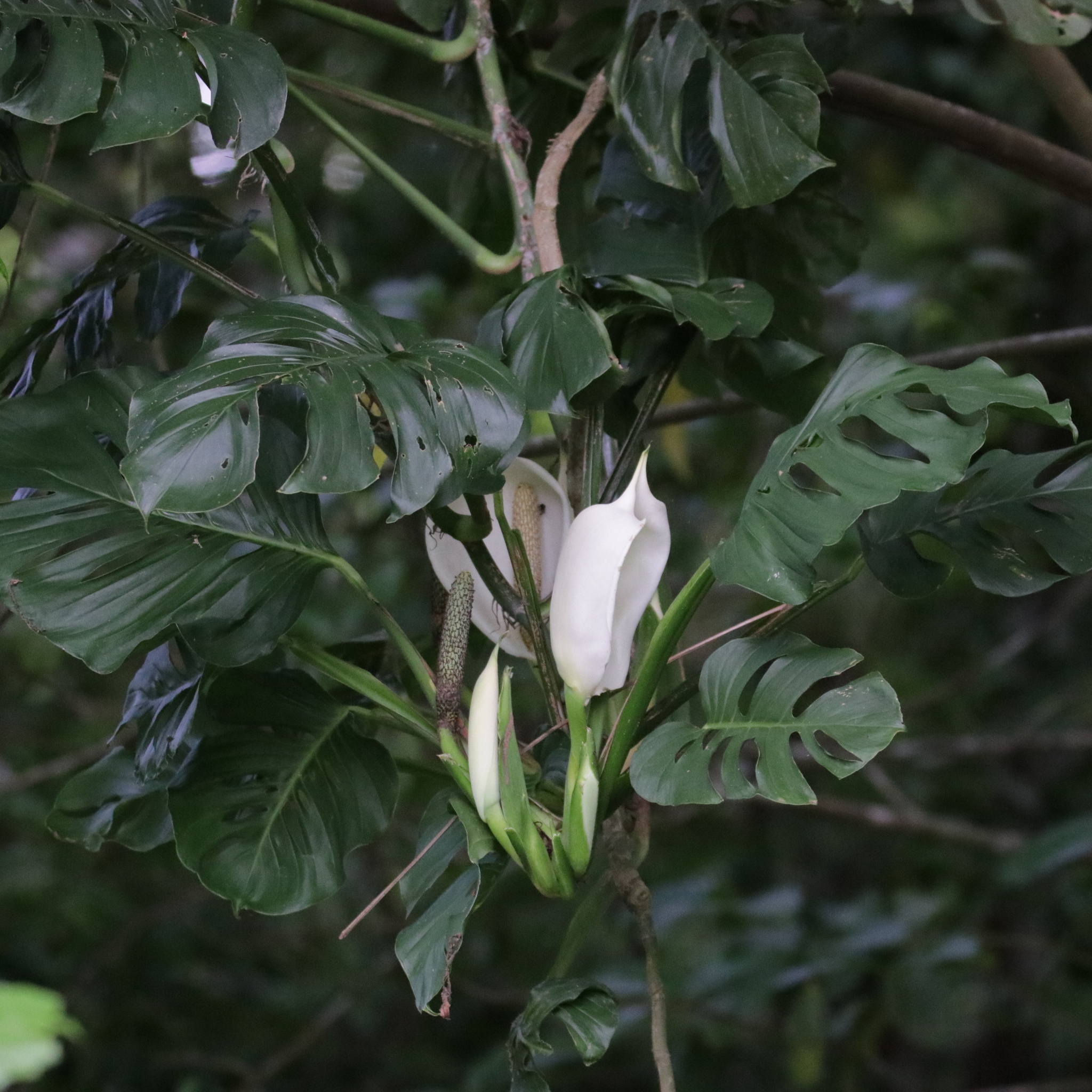 몬스테라 아단소니(Monstera adansonii) — 구멍 있는 작은 잎