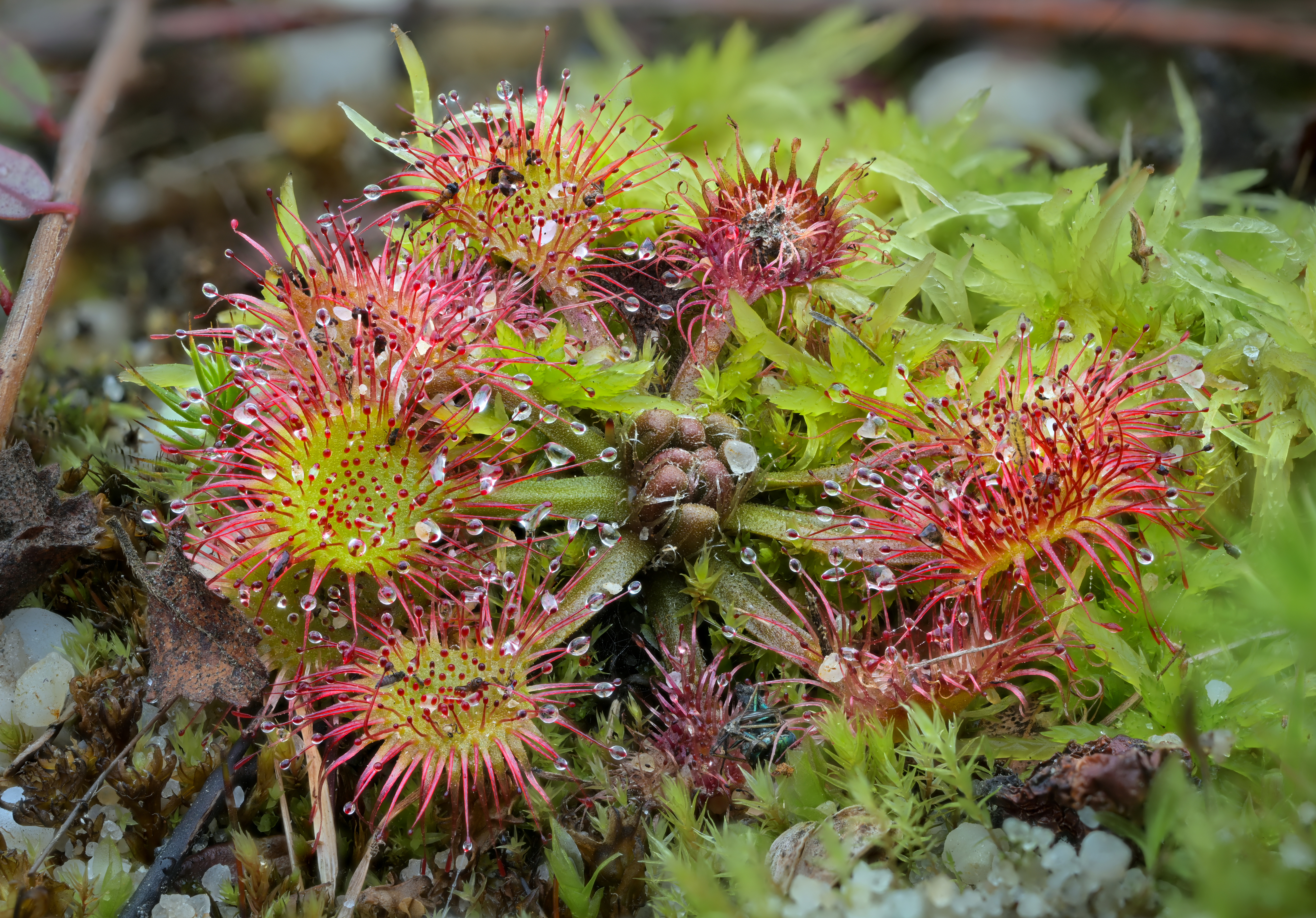 둥근잎끈끈이(Drosera rotundifolia) 대표 사진