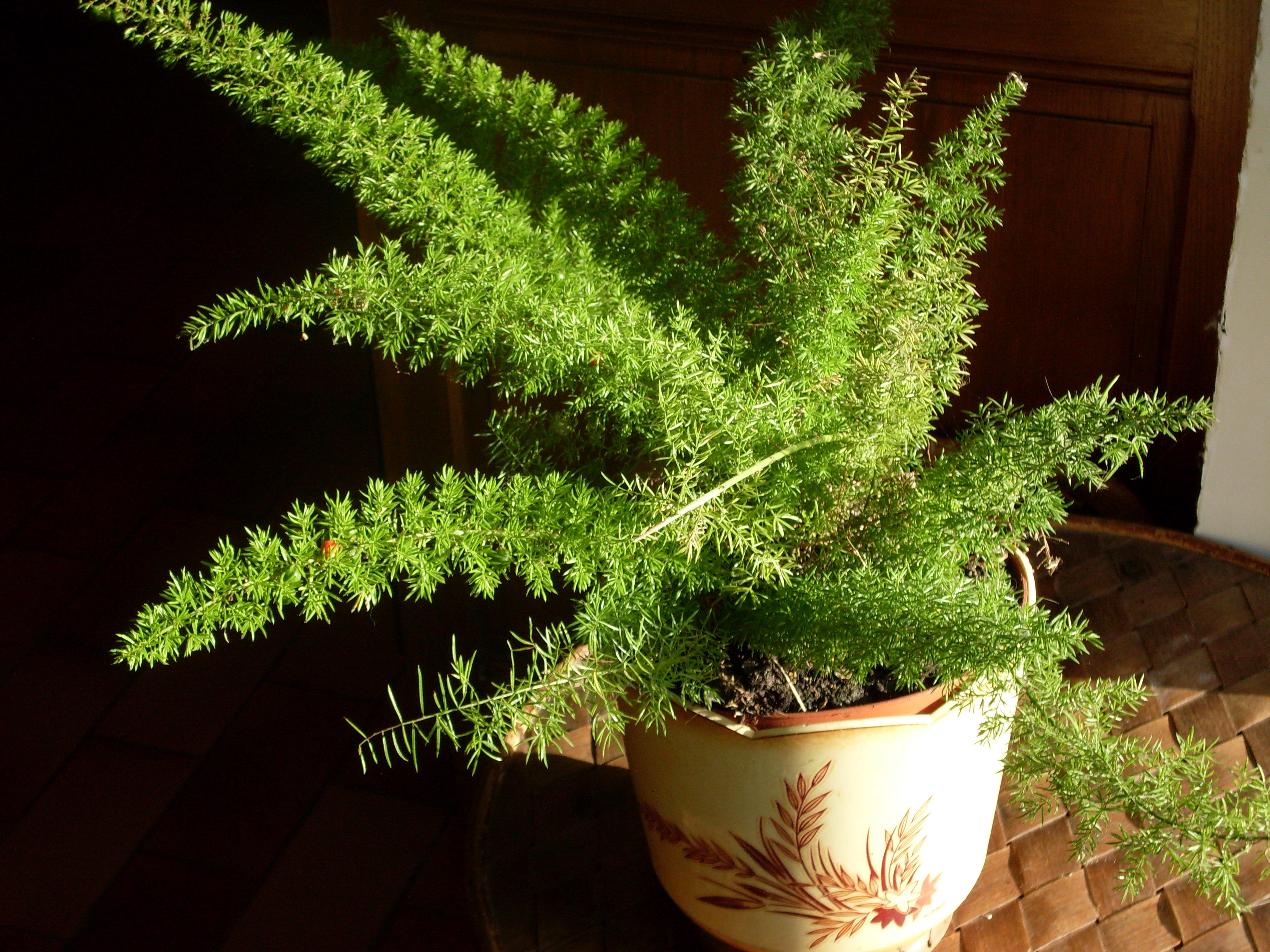 아스파라거스 메이리(Asparagus densiflorus) — 여우꼬리 모양 잎