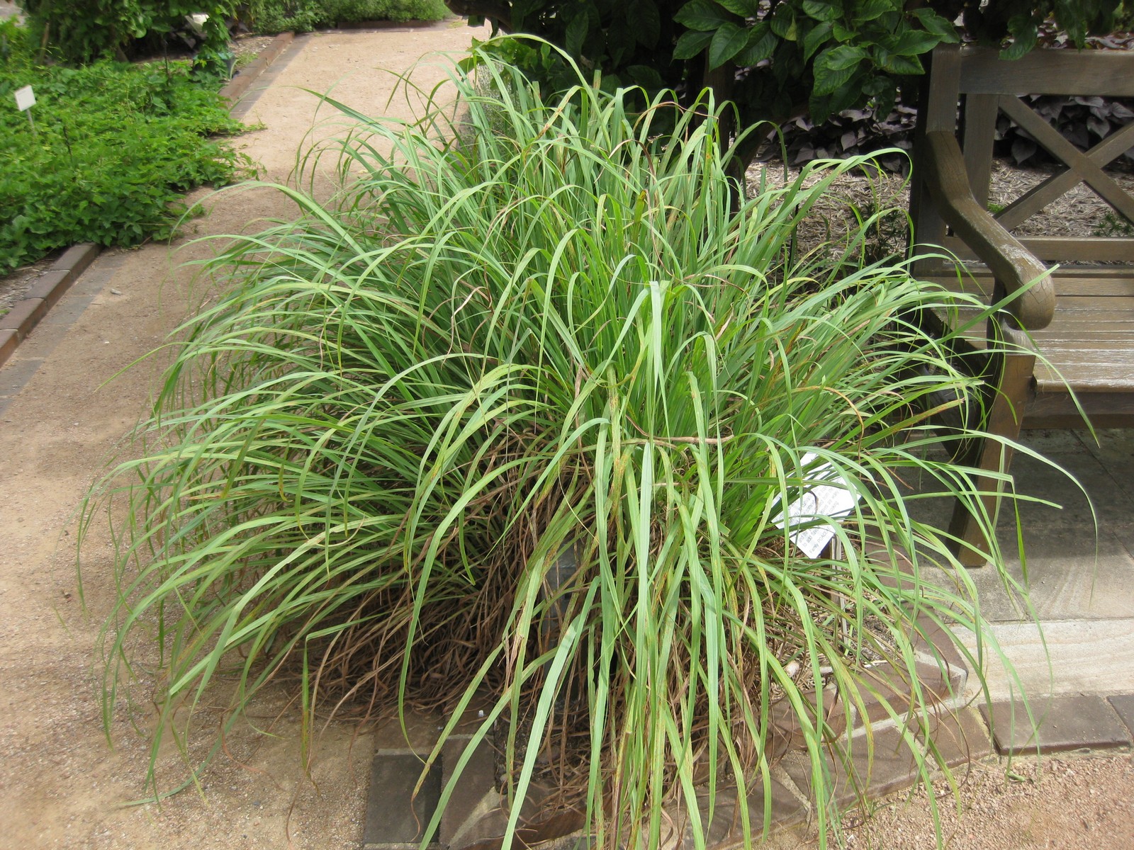 레몬그라스(Cymbopogon citratus) — 긴 칼 모양 잎의 향풀