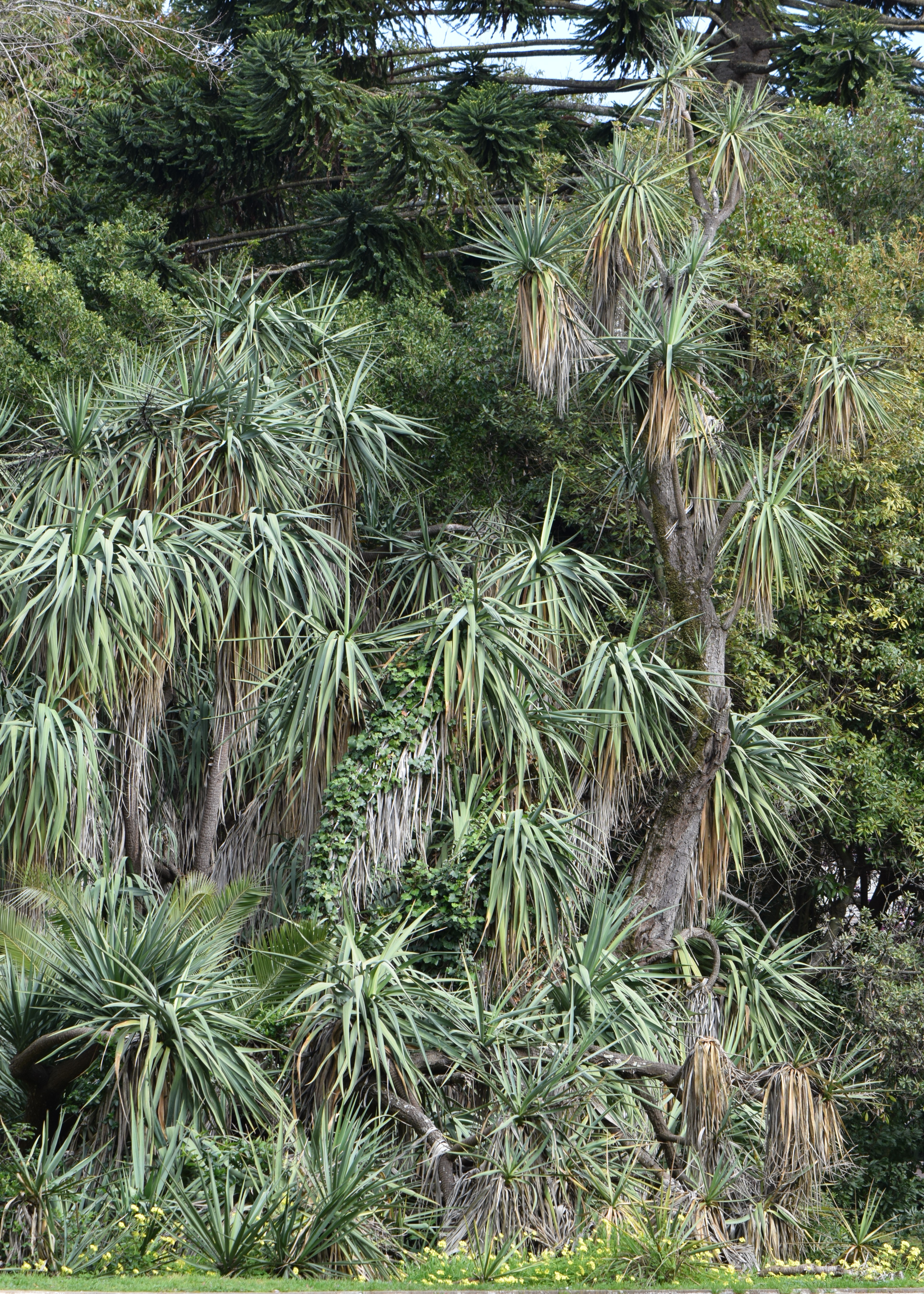 유카(Yucca gigantea) — 칼 모양 진녹색 잎과 굵은 줄기