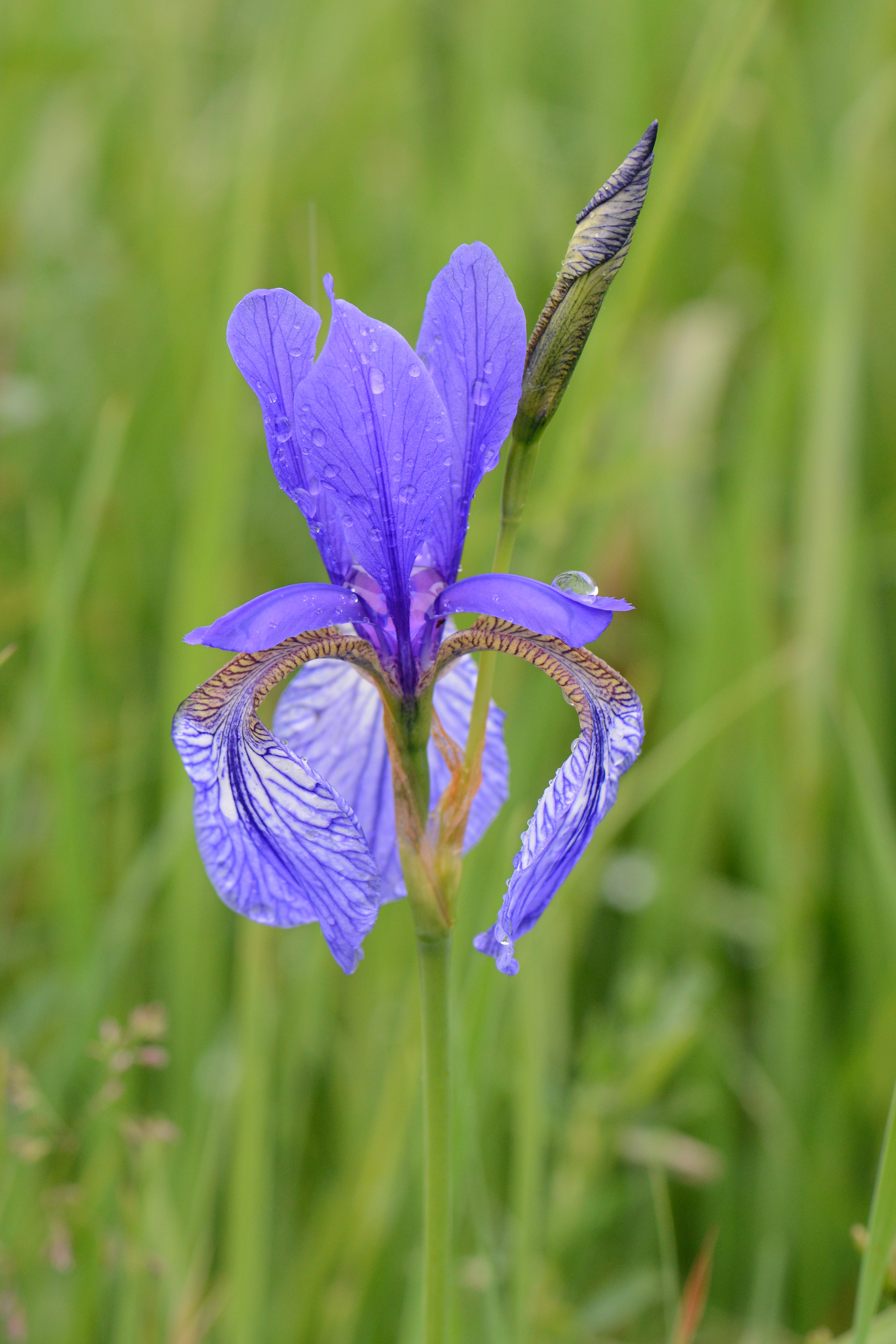 시베리아붓꽃(Iris sibirica) 대표 사진