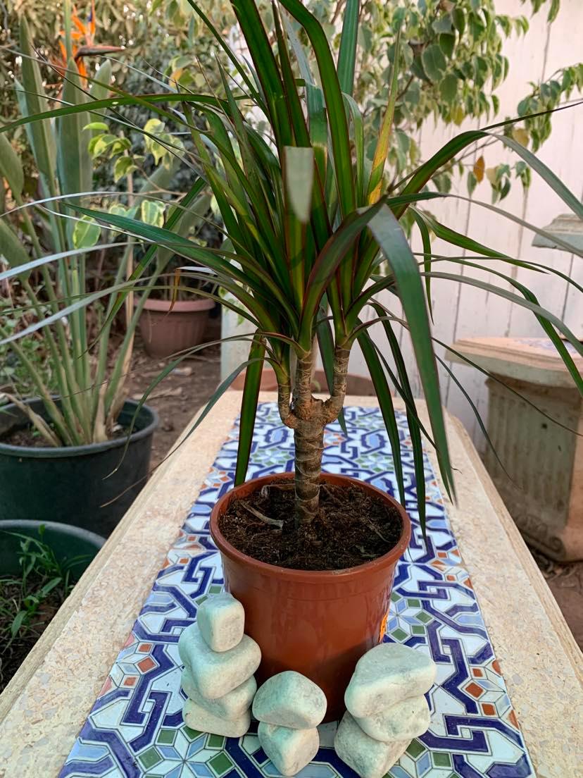 드라세나 마지나타(Dracaena marginata) — 가늘고 긴 칼 모양 잎