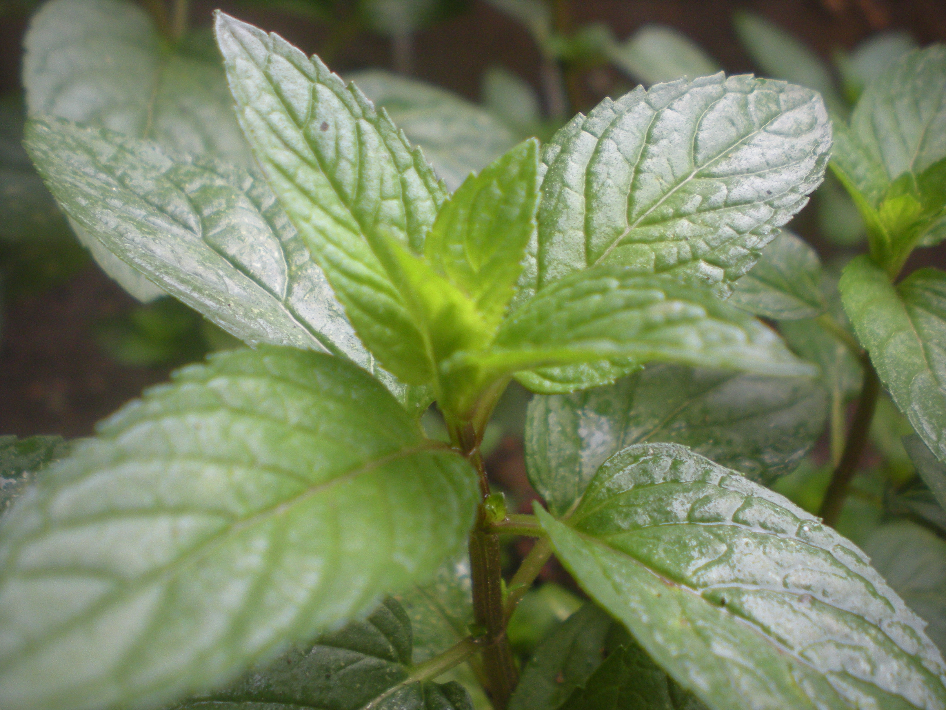 페퍼민트(Mentha × piperita) — Wikimedia Commons