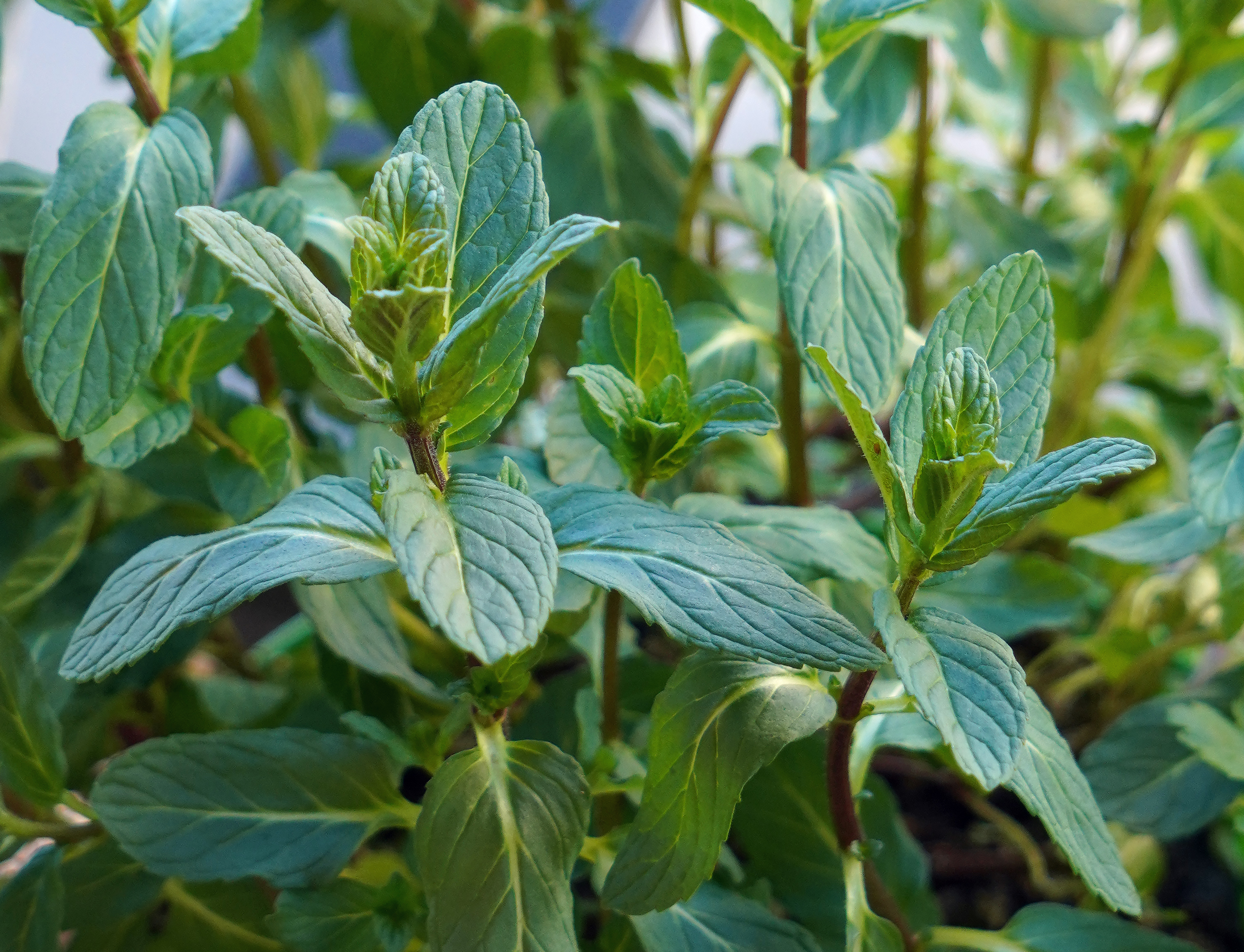 민트(Mentha spicata) 잎 — 강한 향의 다년생 허브