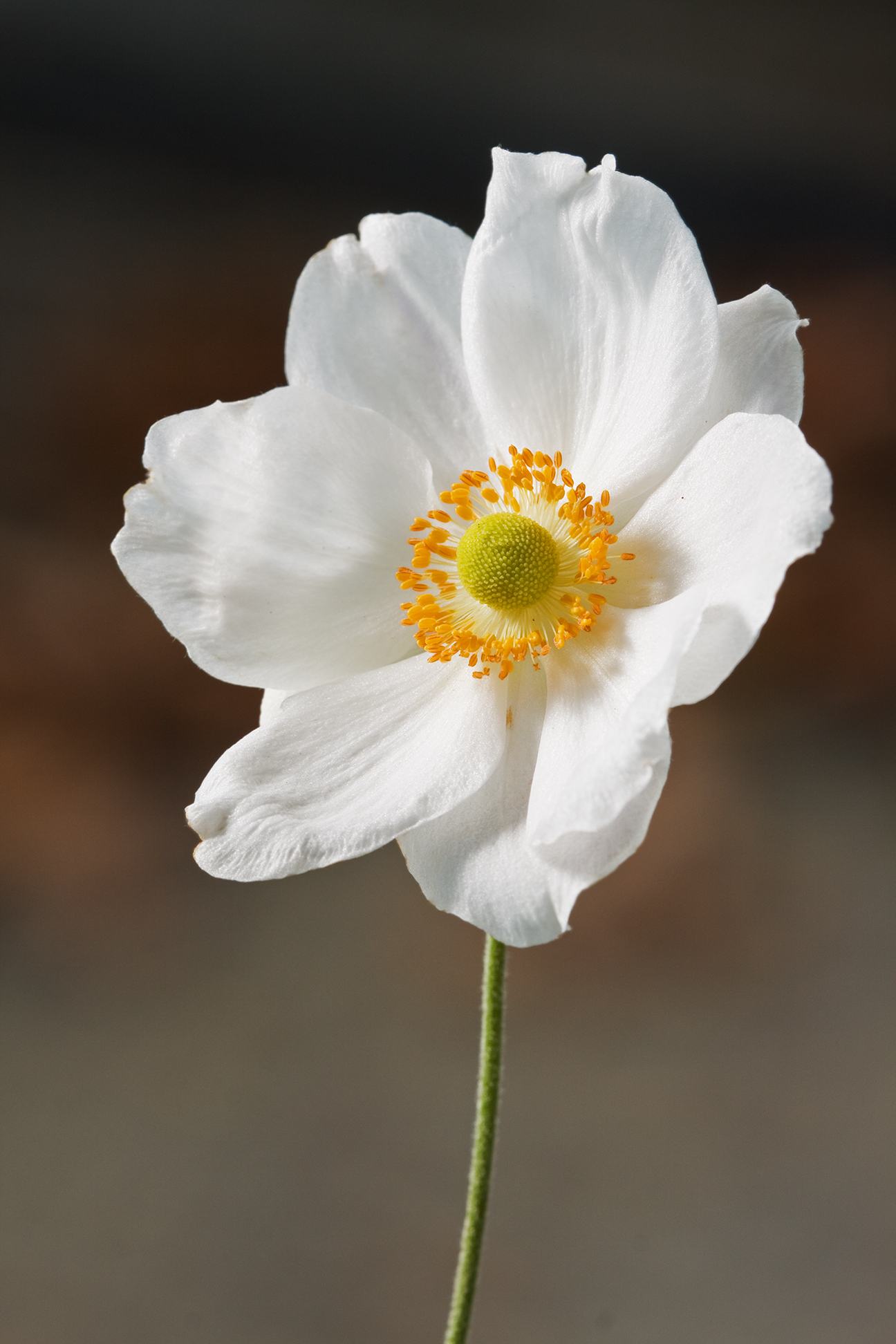 가을아네모네(Anemone hupehensis) — Wikimedia Commons CC 라이선스 대표 사진