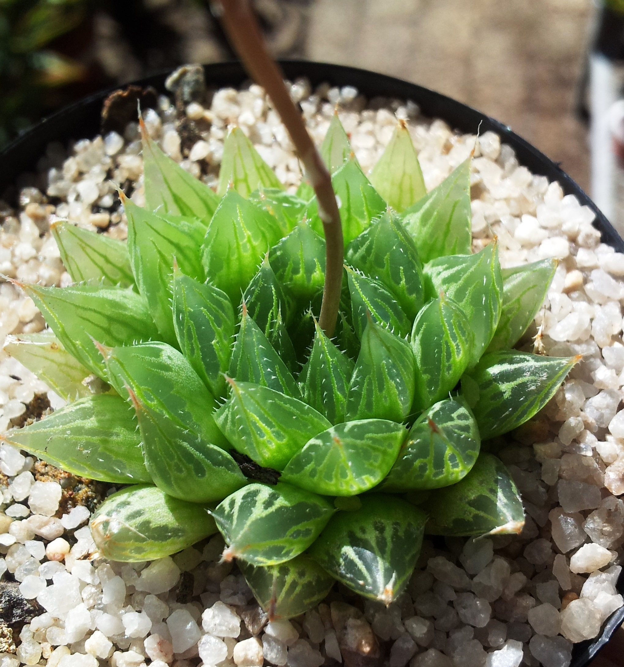 쿠퍼리(Haworthia cooperi) 대표 사진