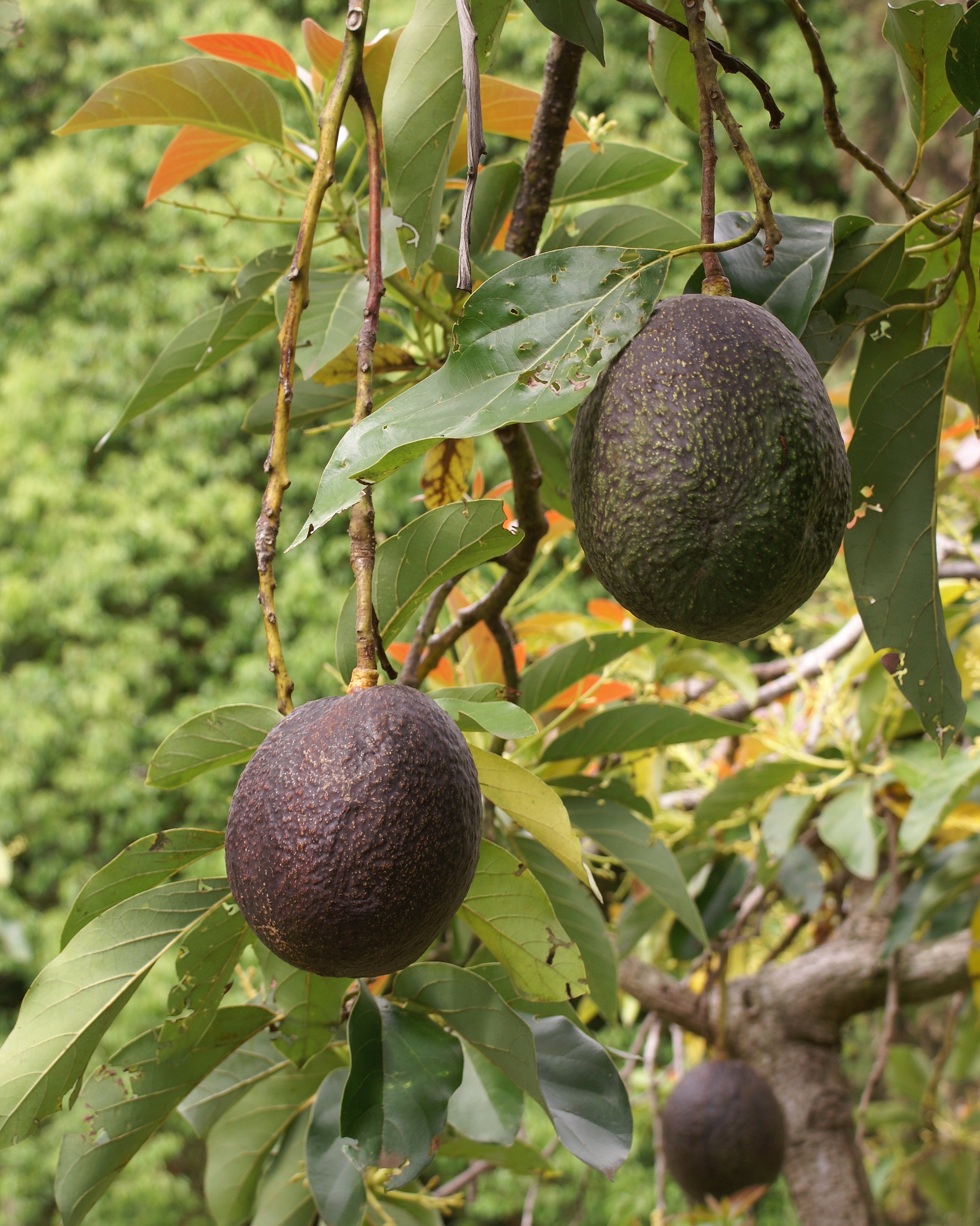 아보카도(Persea americana) — Wikimedia Commons CC 라이선스 대표 사진