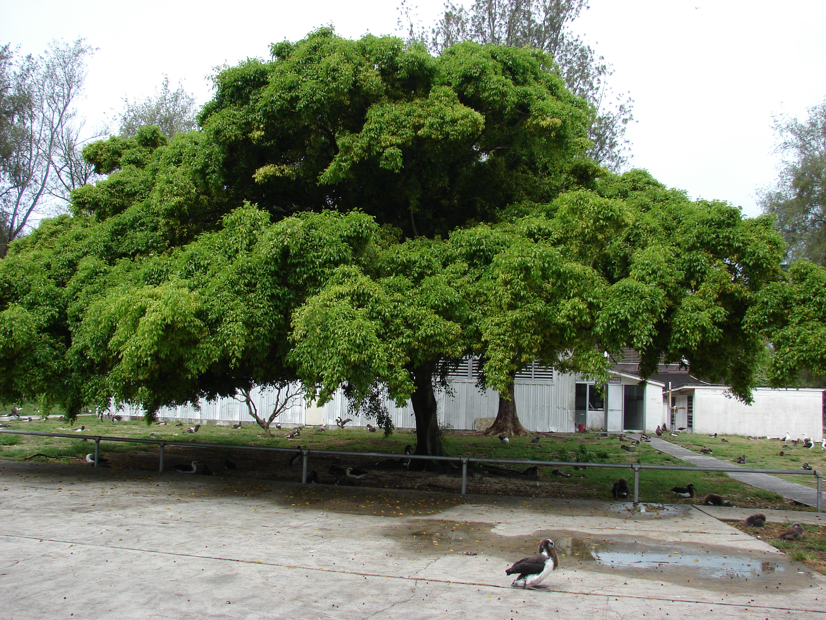 벤자민 고무나무(Ficus benjamina) — 작고 광택 있는 잎의 중대형 관엽