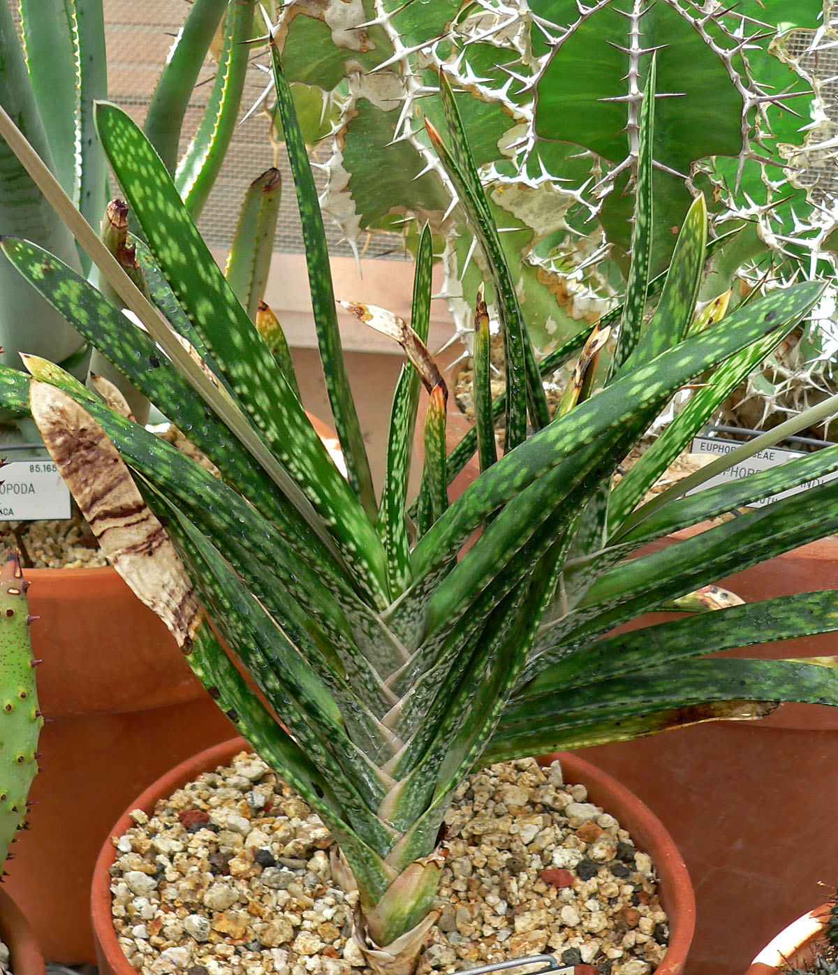바이컬러(Gasteria bicolor) 대표 사진