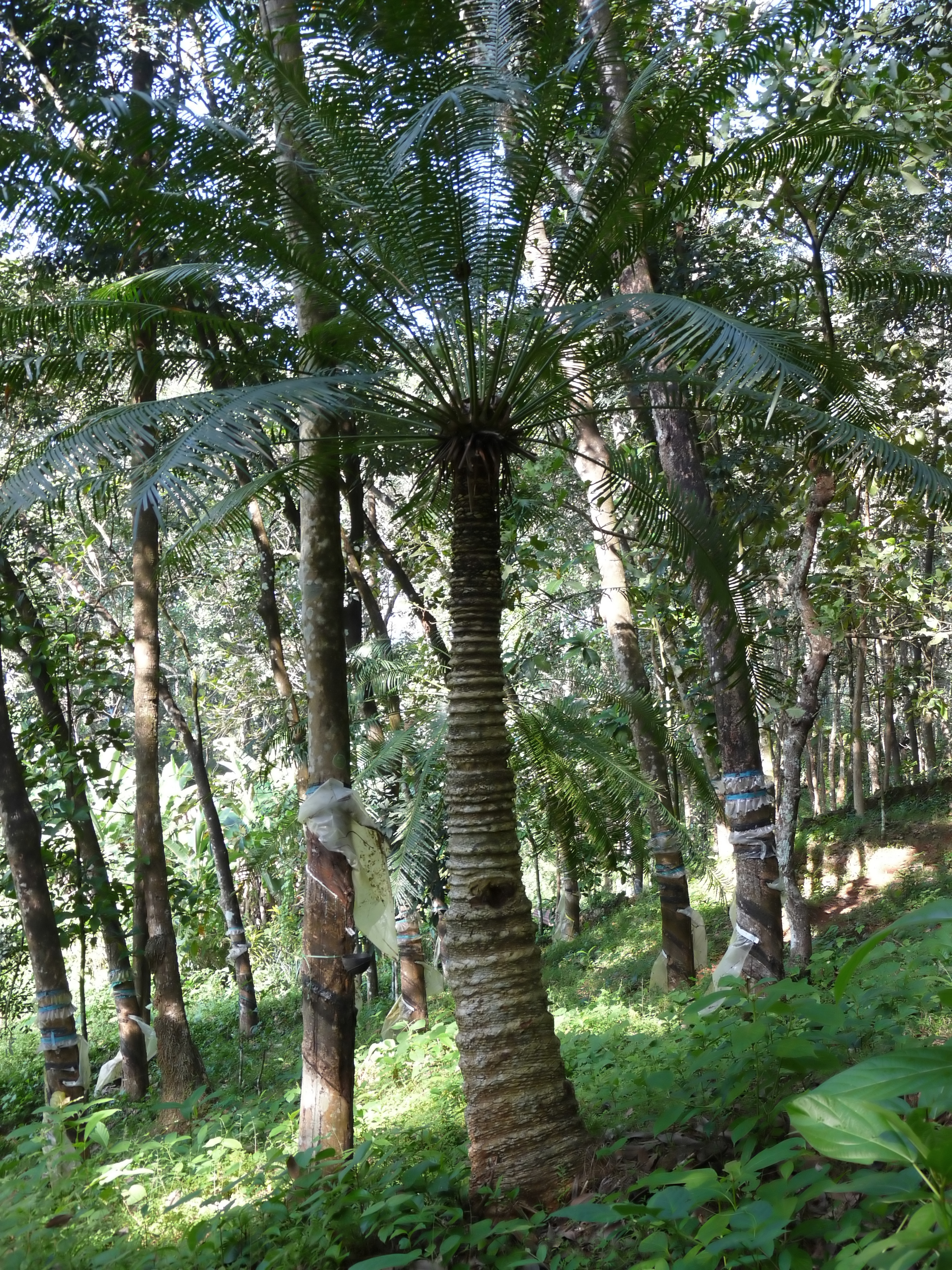 사고소철(Cycas circinalis) — Wikimedia Commons CC 라이선스 대표 사진