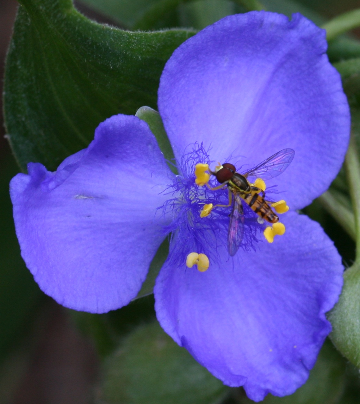 보라달개비(Tradescantia virginiana) — Wikimedia Commons CC 라이선스 대표 사진