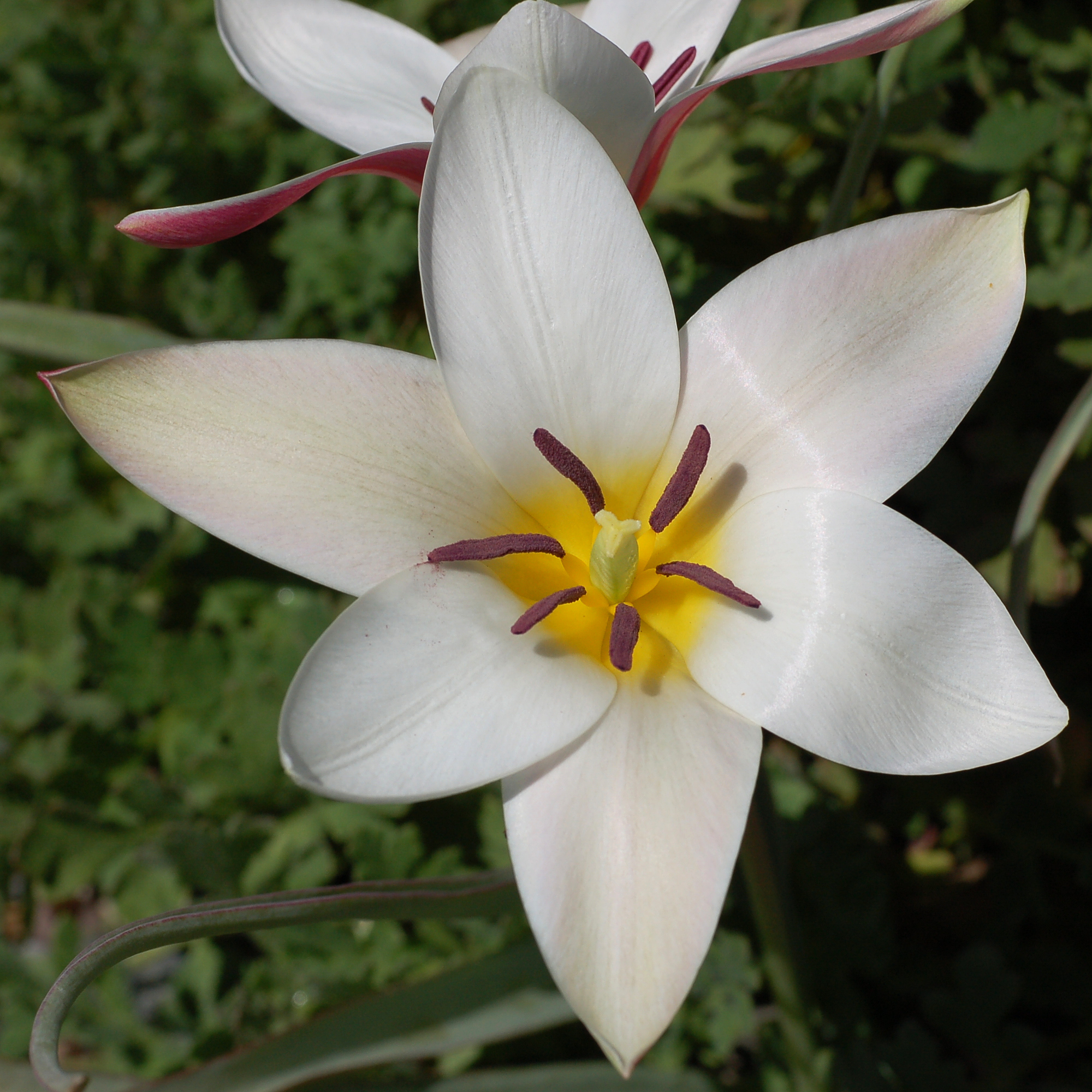 클루시아나튤립(Tulipa clusiana) — Wikimedia Commons CC 라이선스 대표 사진