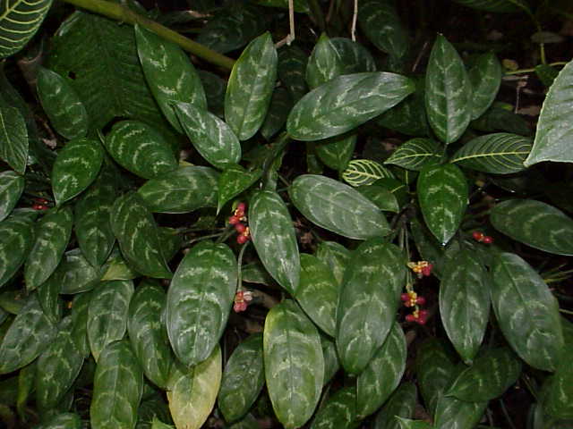 아글라오네마(Aglaonema commutatum) — 은녹색 무늬 잎의 음지 관엽