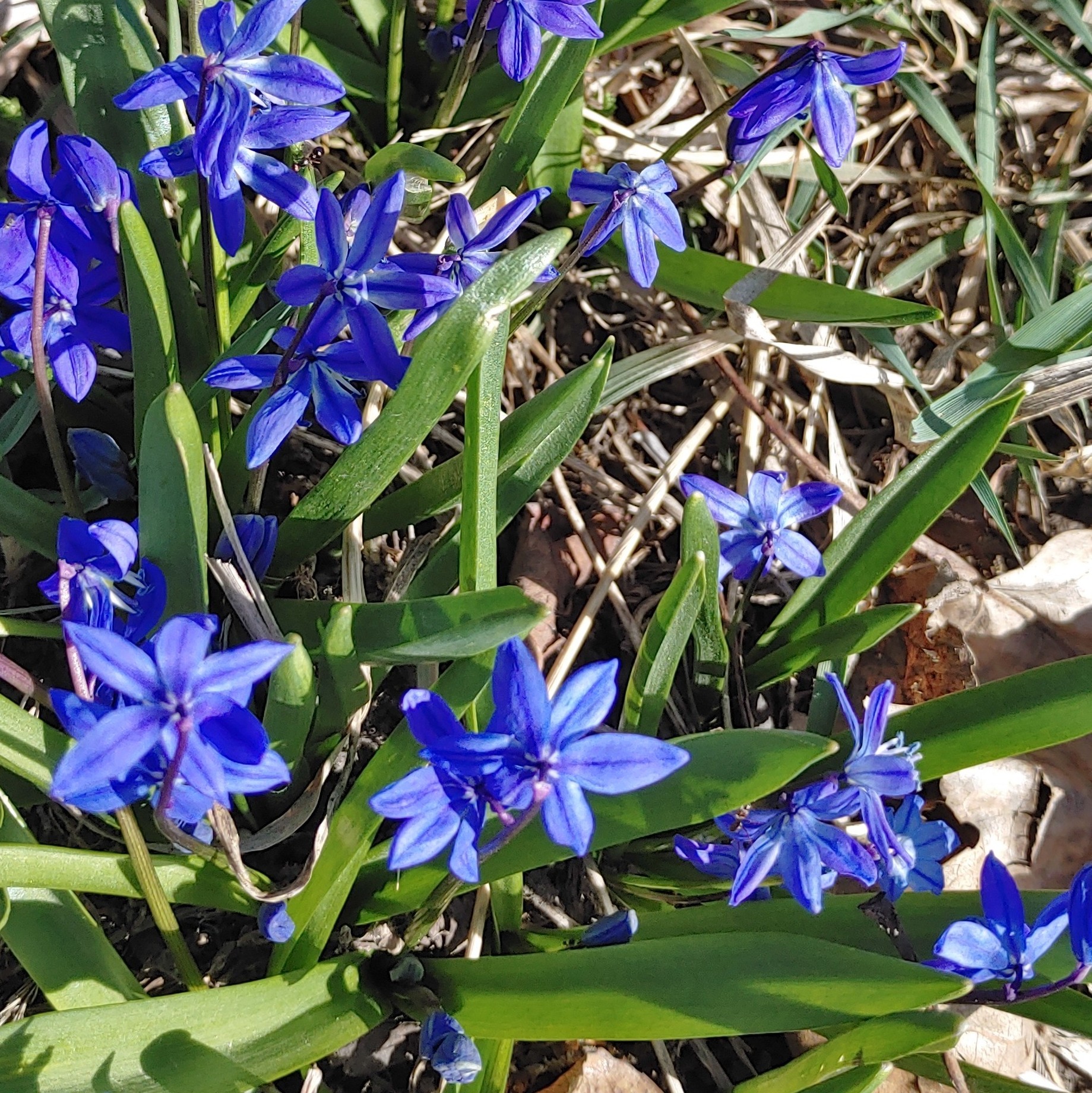 시베리안스킬라(Scilla siberica) — Wikimedia Commons CC 라이선스 대표 사진