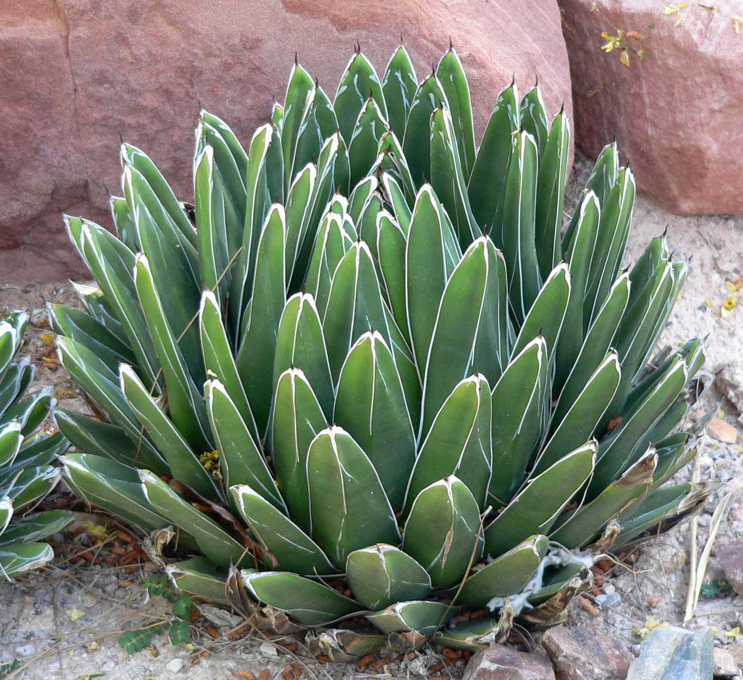 빅토리아아가베(Agave victoriae-reginae) — Wikimedia Commons CC 라이선스 대표 사진