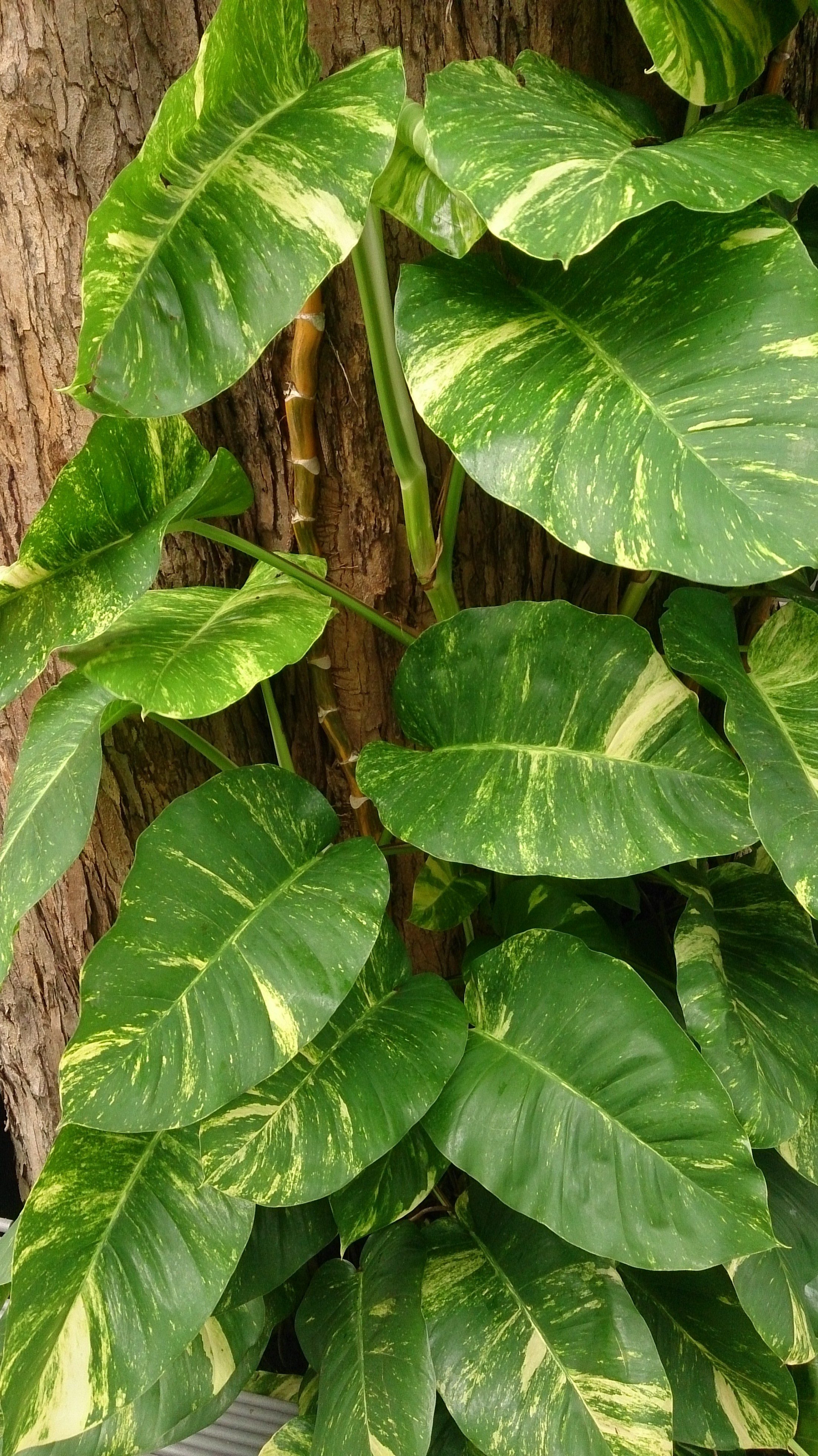 스킨답서스(Epipremnum aureum) — 음지·건조에 강한 초보 1순위