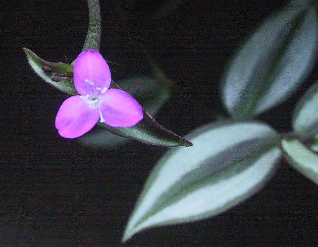 자주달개비(Tradescantia zebrina) — 자주·은색 줄무늬 잎