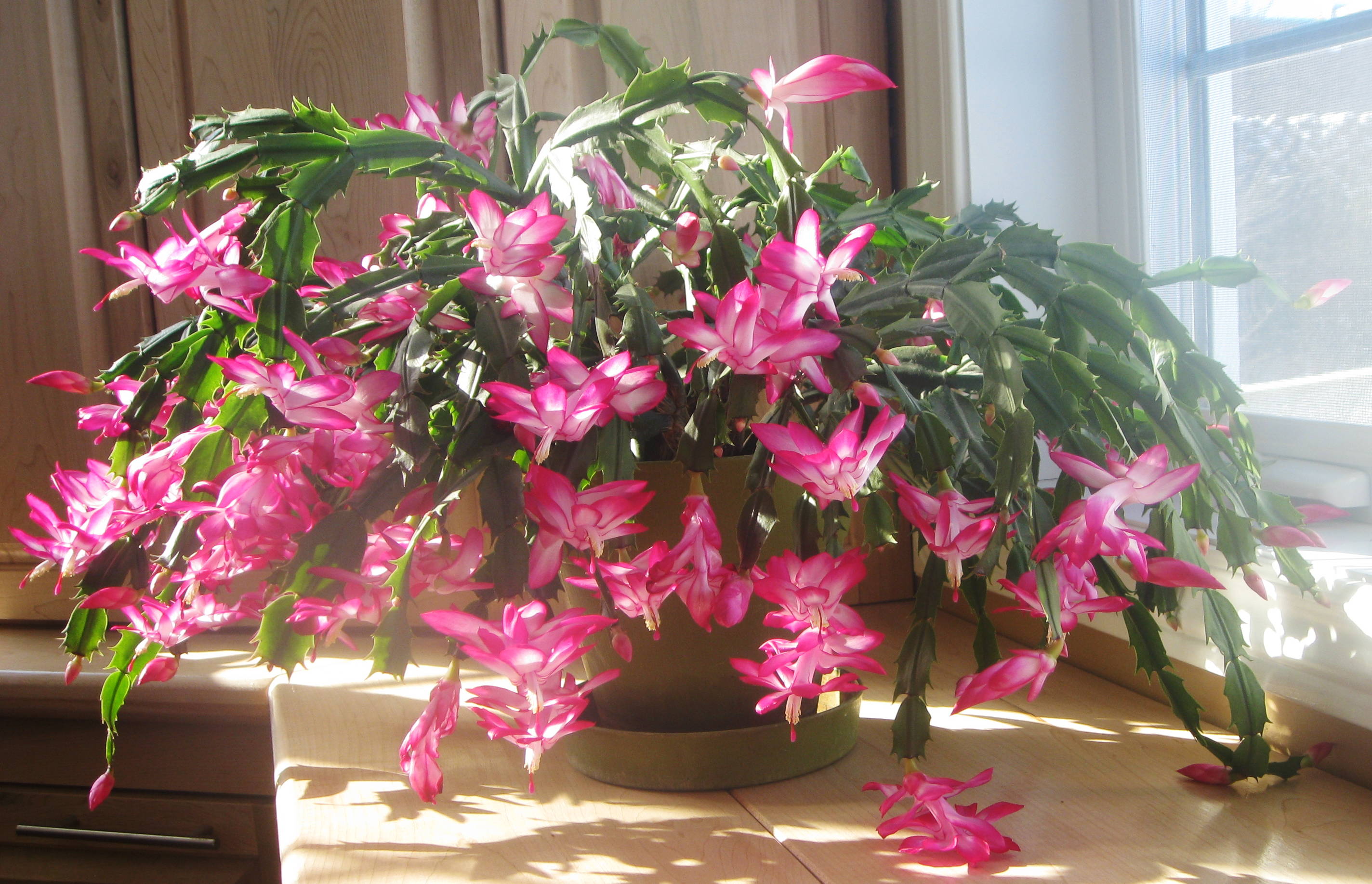 게발선인장(Schlumbergera) — 마디 줄기 끝 핑크 꽃