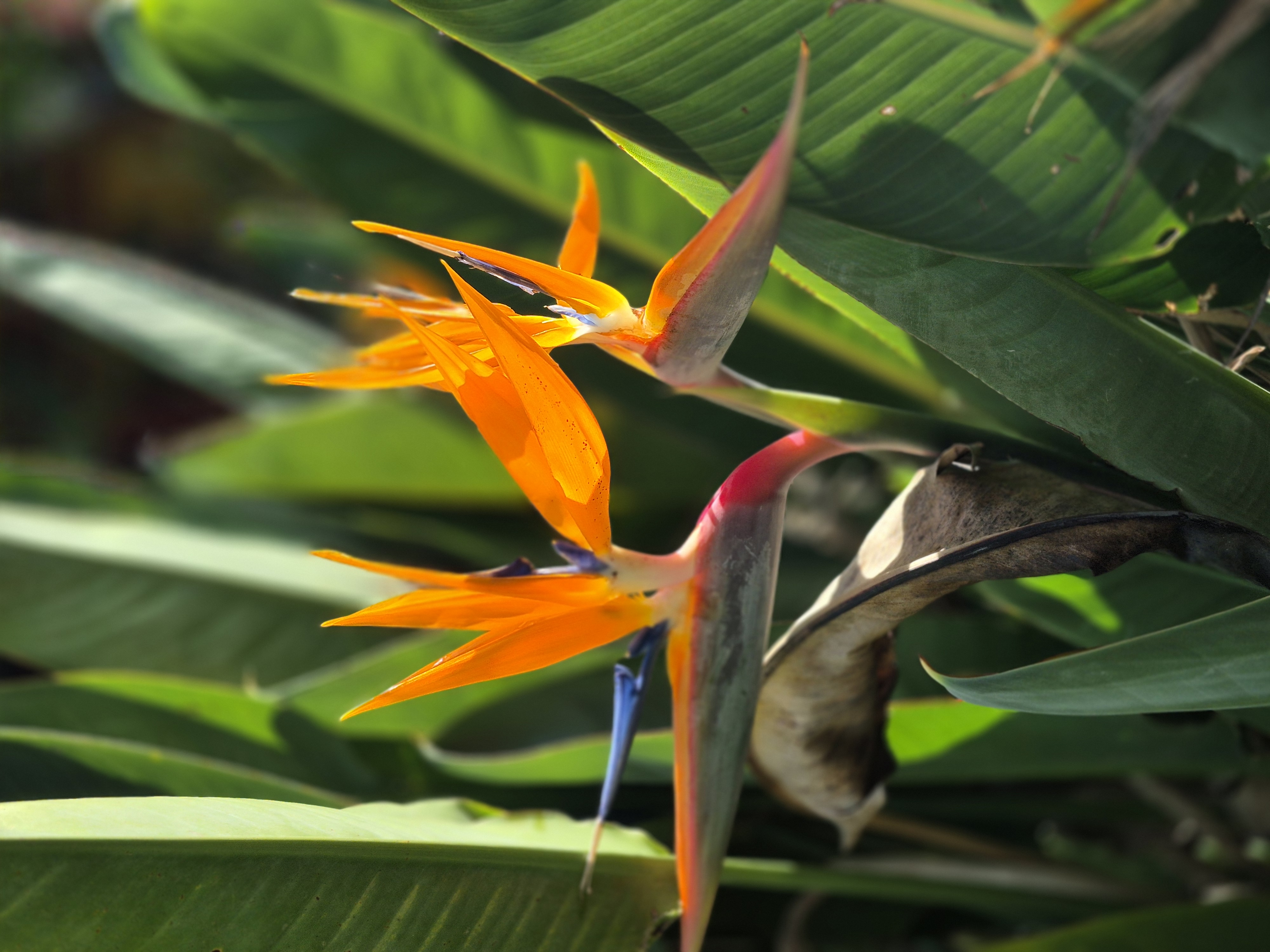 오렌지극락조(Strelitzia reginae) 대표 사진