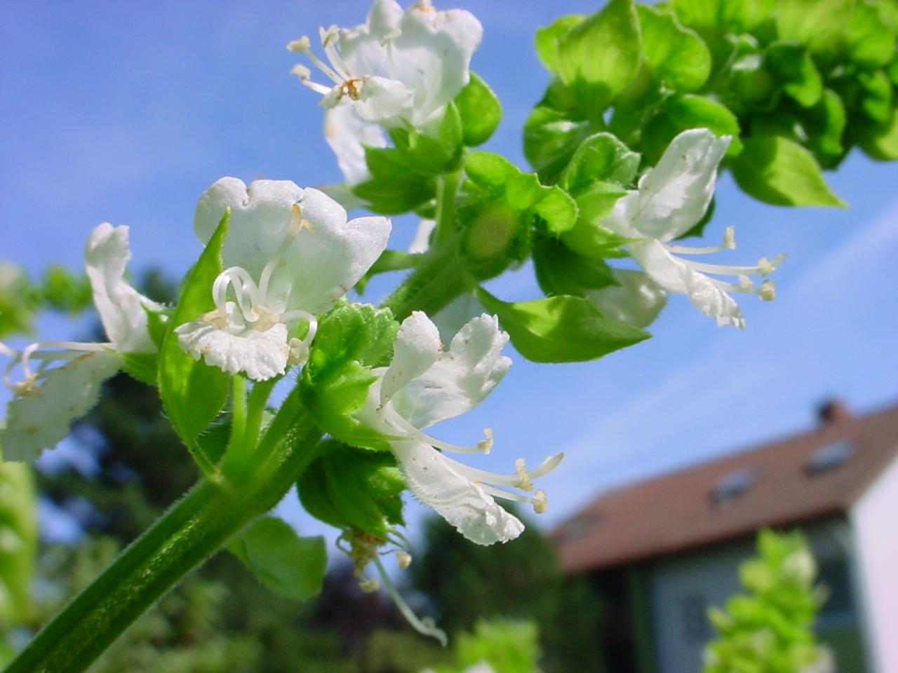라임바질(Ocimum americanum) — Wikimedia Commons CC 라이선스 대표 사진