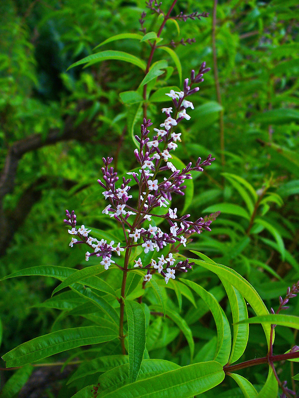 레몬버베나(Aloysia citrodora) — Wikimedia Commons CC 라이선스 대표 사진