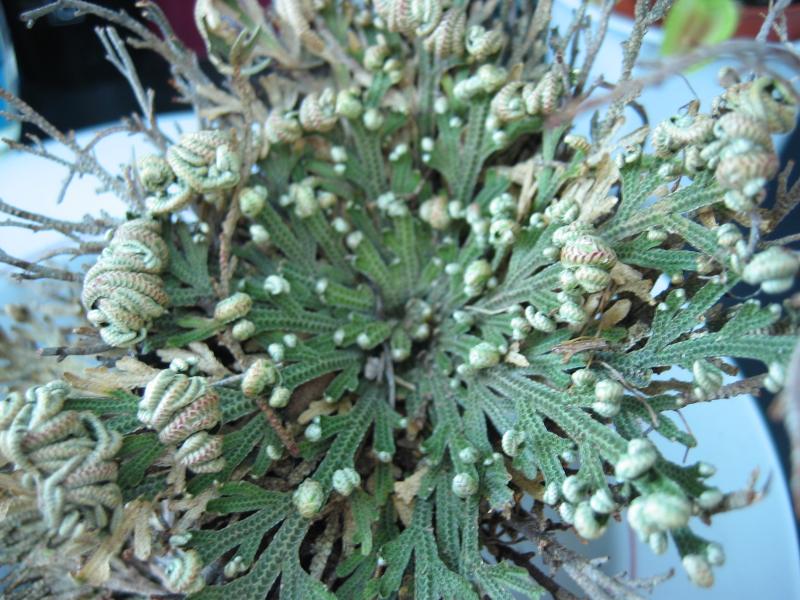 실라기넬라(Selaginella lepidophylla) — 부활초