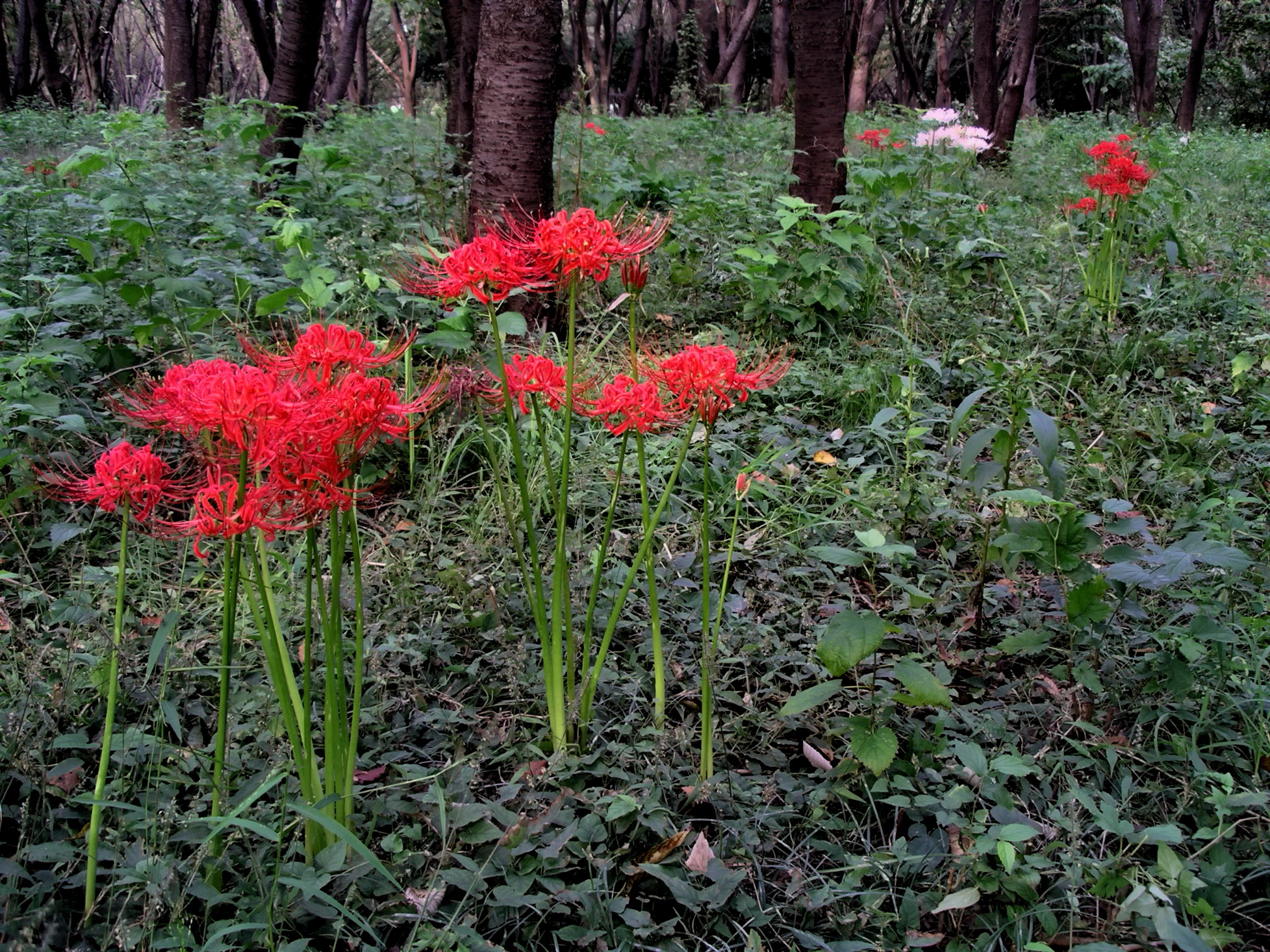 꽃무릇(Lycoris radiata) — Wikimedia Commons CC 라이선스 대표 사진