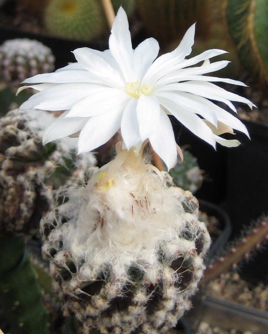 디스코칵투스(Discocactus horstii) — Wikimedia Commons CC 라이선스 대표 사진