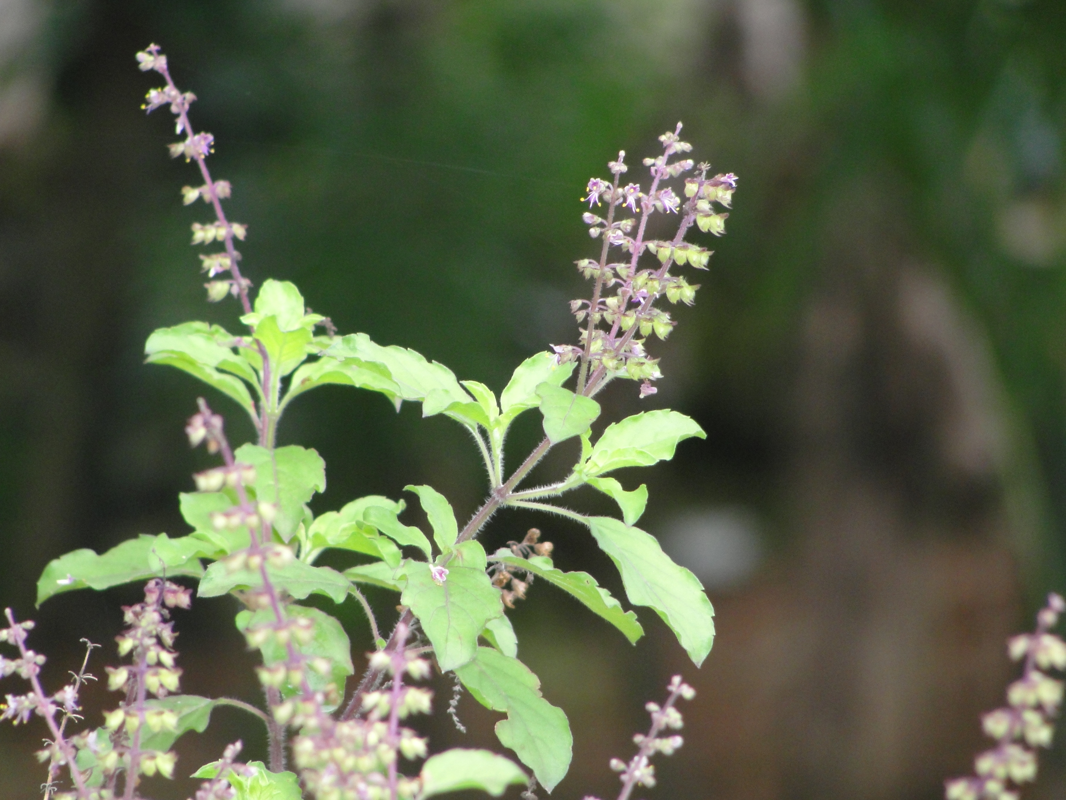 홀리바질(Ocimum tenuiflorum) — Wikimedia Commons CC 라이선스 대표 사진
