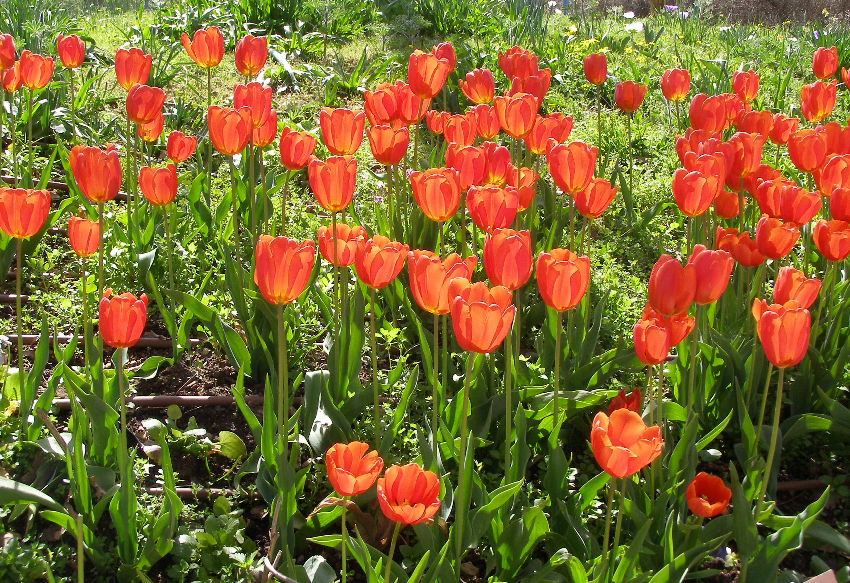 튤립(Tulipa gesneriana) — 봄을 알리는 대표적 구근 꽃