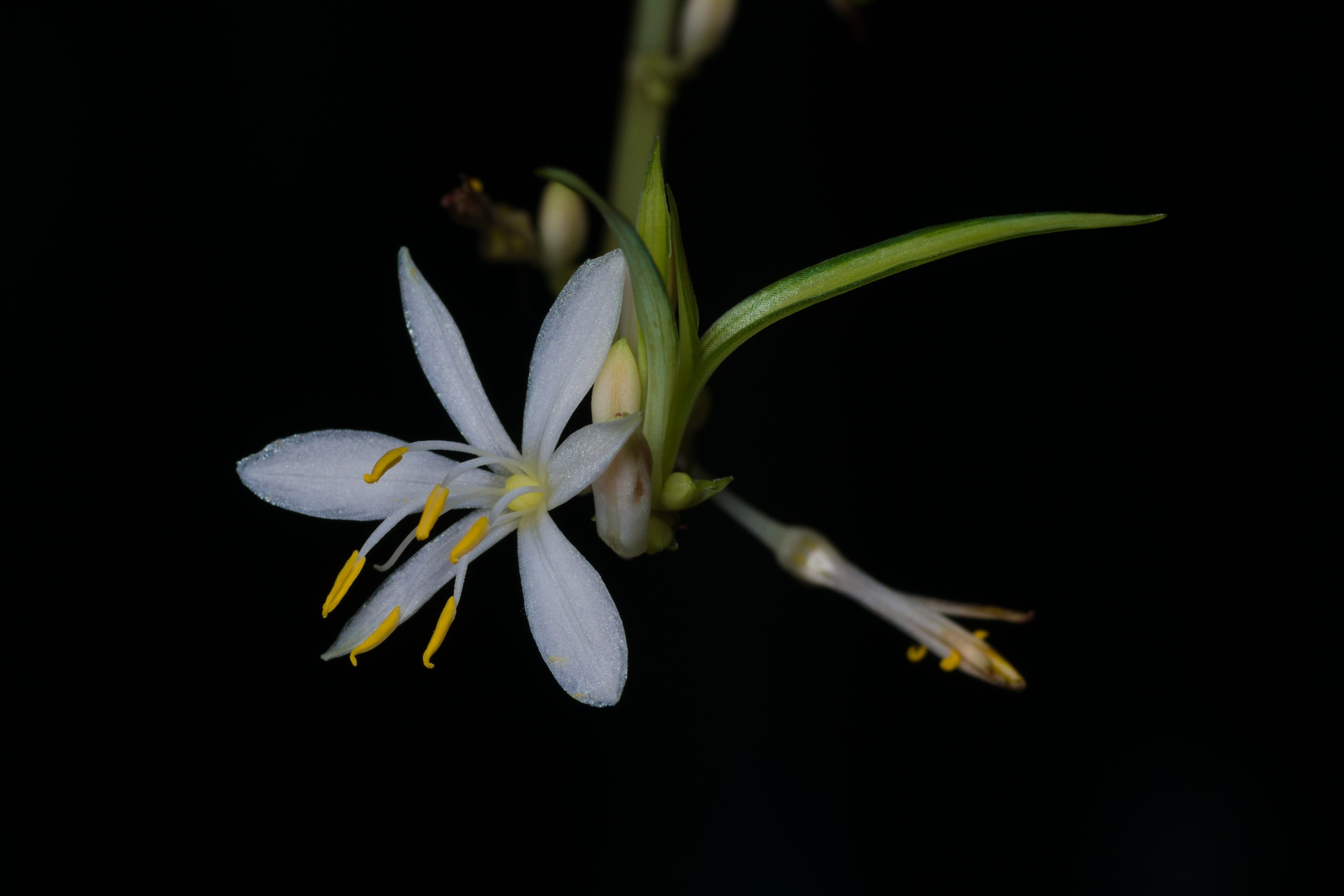 접란(Chlorophytum comosum) — 녹·흰 줄무늬 잎과 작은 꽃