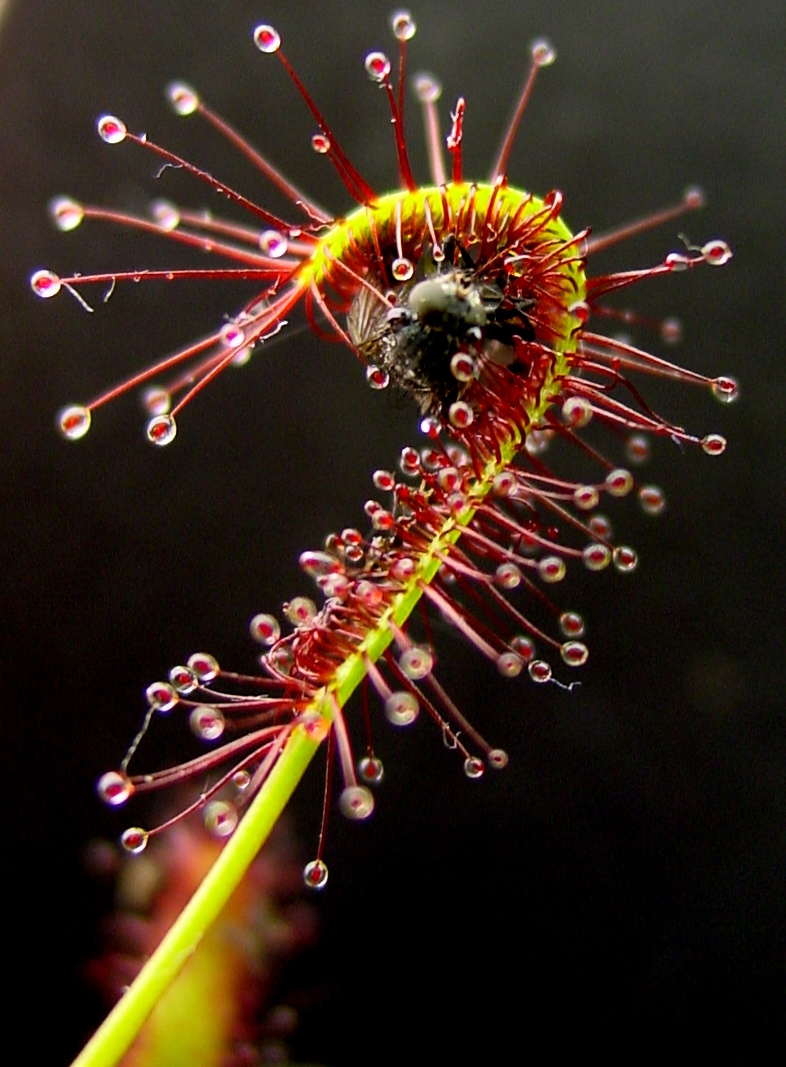 끈끈이주걱 식충(Drosera capensis) — Wikimedia Commons CC 라이선스 대표 사진