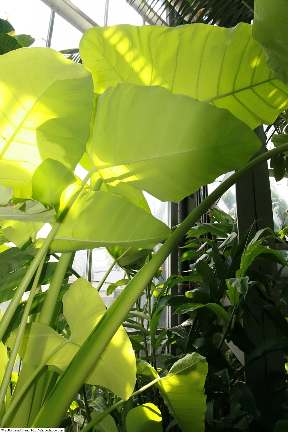 필로덴드론 미칸스(Philodendron hederaceum micans) — 벨벳 질감 잎