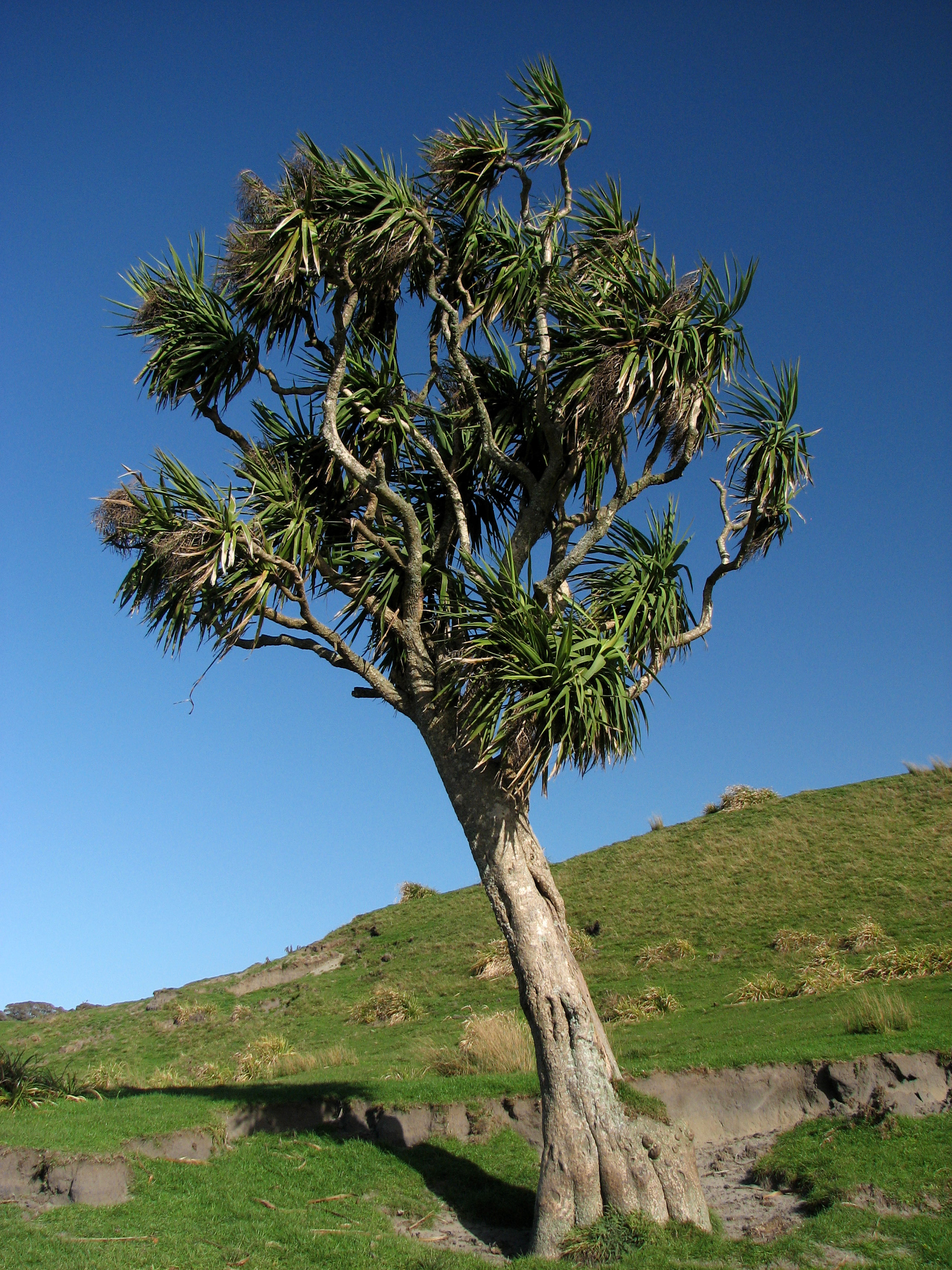 호주 코르딜리네(Cordyline australis) — Wikimedia Commons CC 라이선스 대표 사진