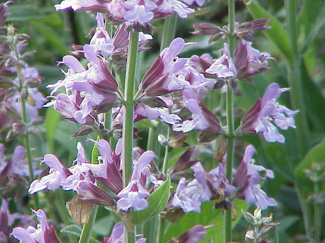 세이지(Salvia officinalis) — 회녹색 잎의 다년생 허브