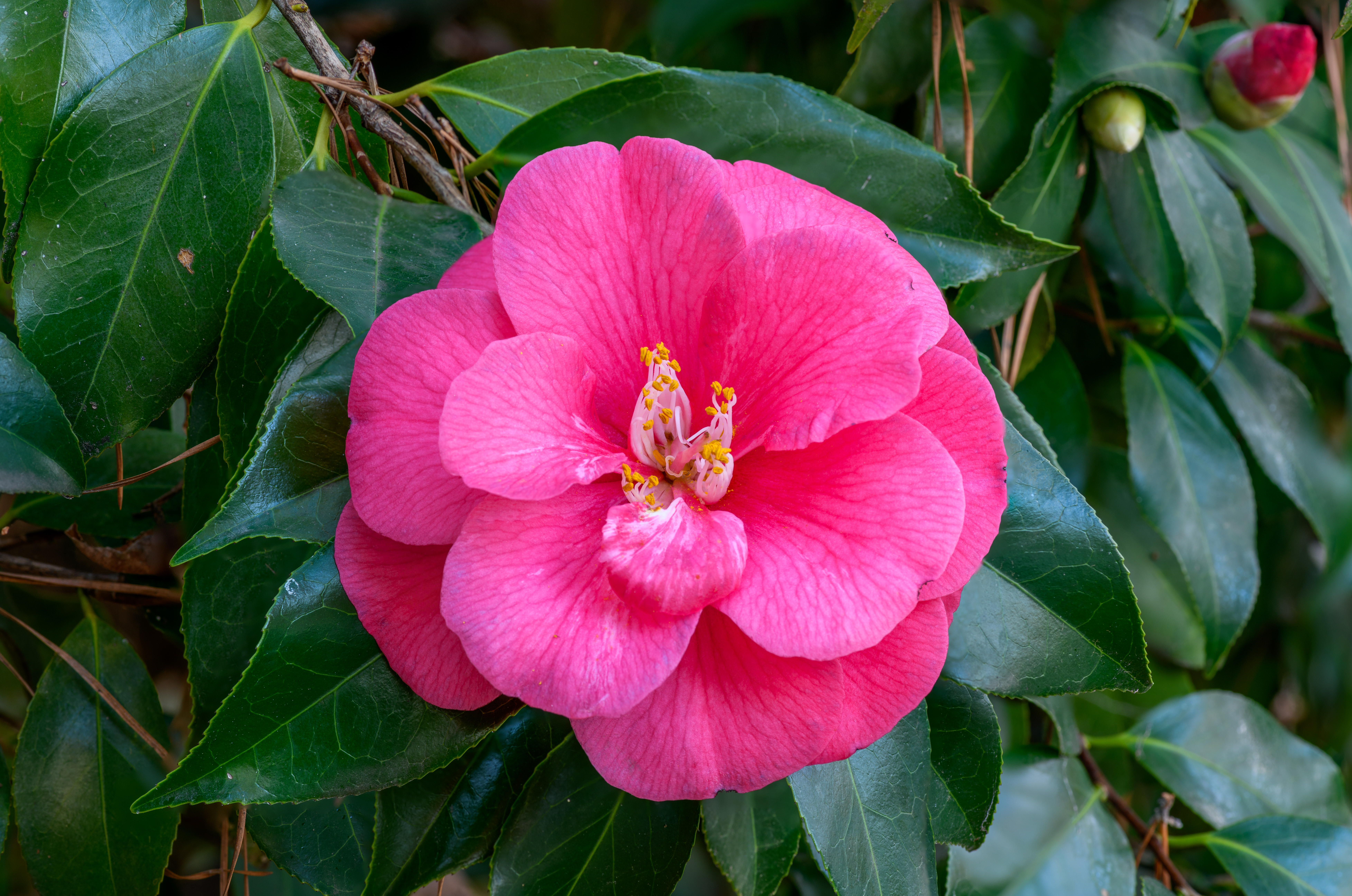 동백(Camellia japonica) — Wikimedia Commons