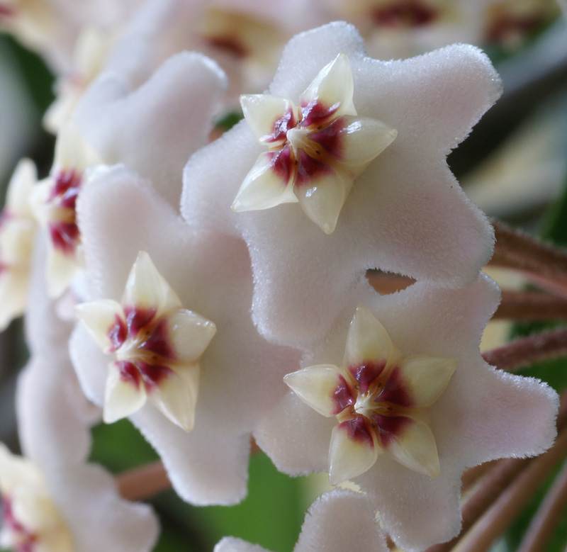 호야 카르노사(Hoya carnosa) — 별 모양 꽃이 피는 덩굴성 다육