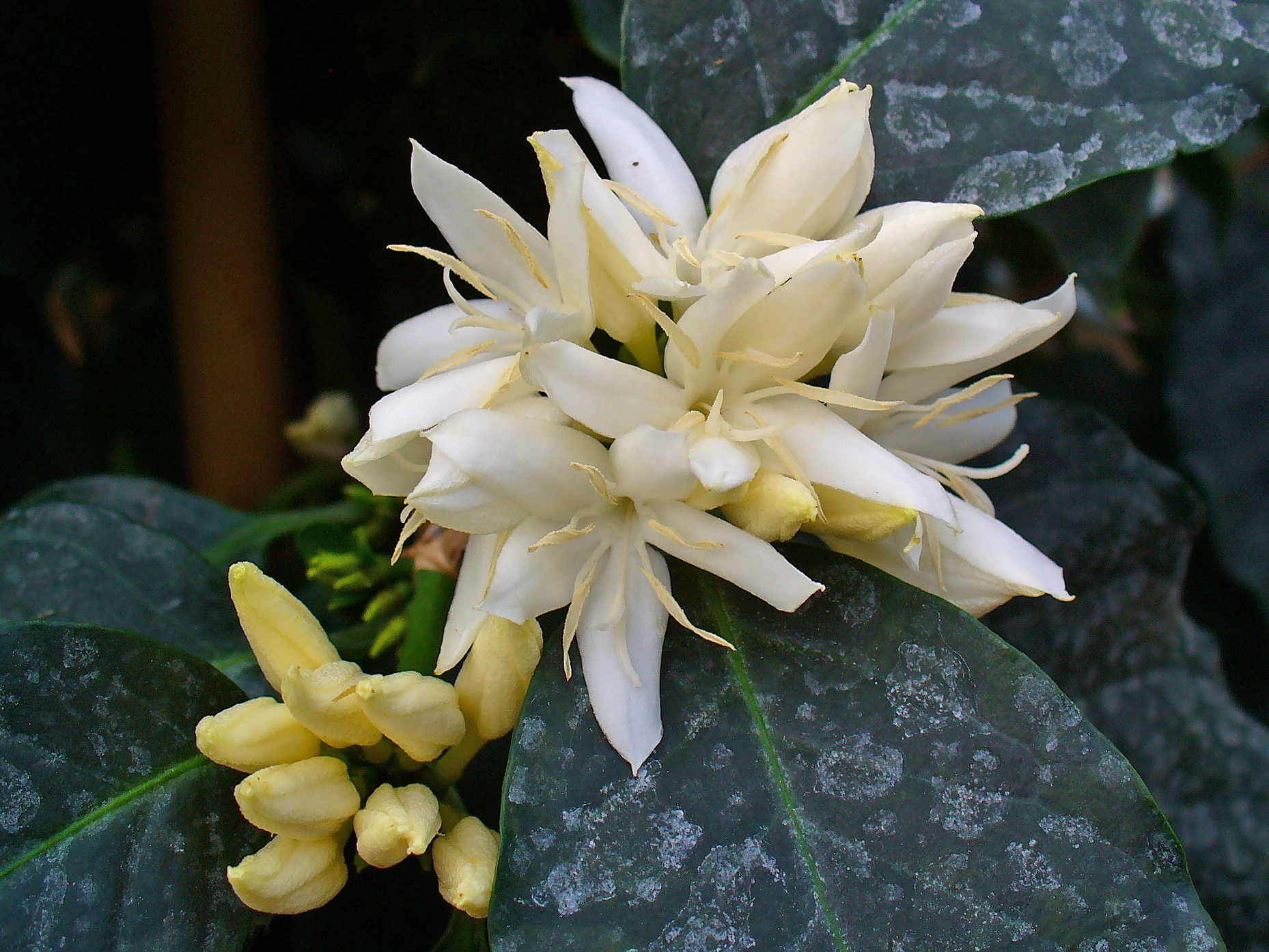 커피나무(Coffea arabica) — 꽃이 피는 단계