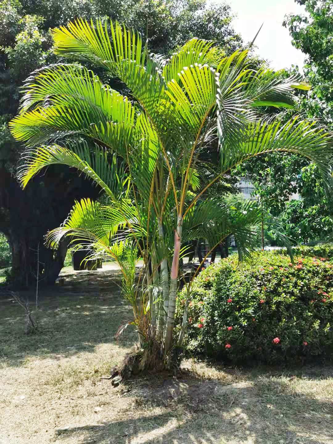 아레카야자(Dypsis lutescens) — Wikimedia Commons CC 라이선스 대표 사진