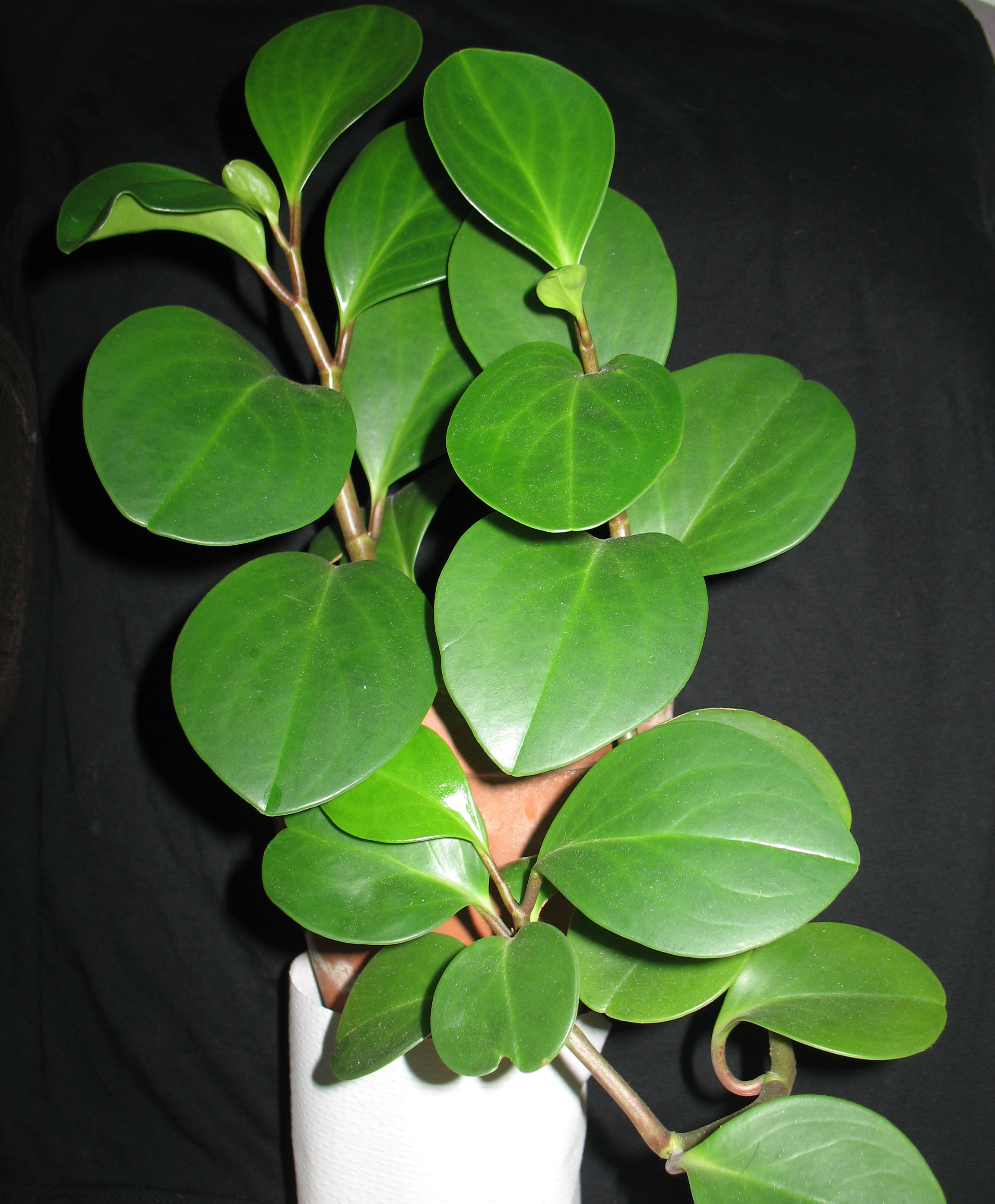 페페로미아 오부투시폴리아(Peperomia obtusifolia) — 두꺼운 잎의 미니 관엽