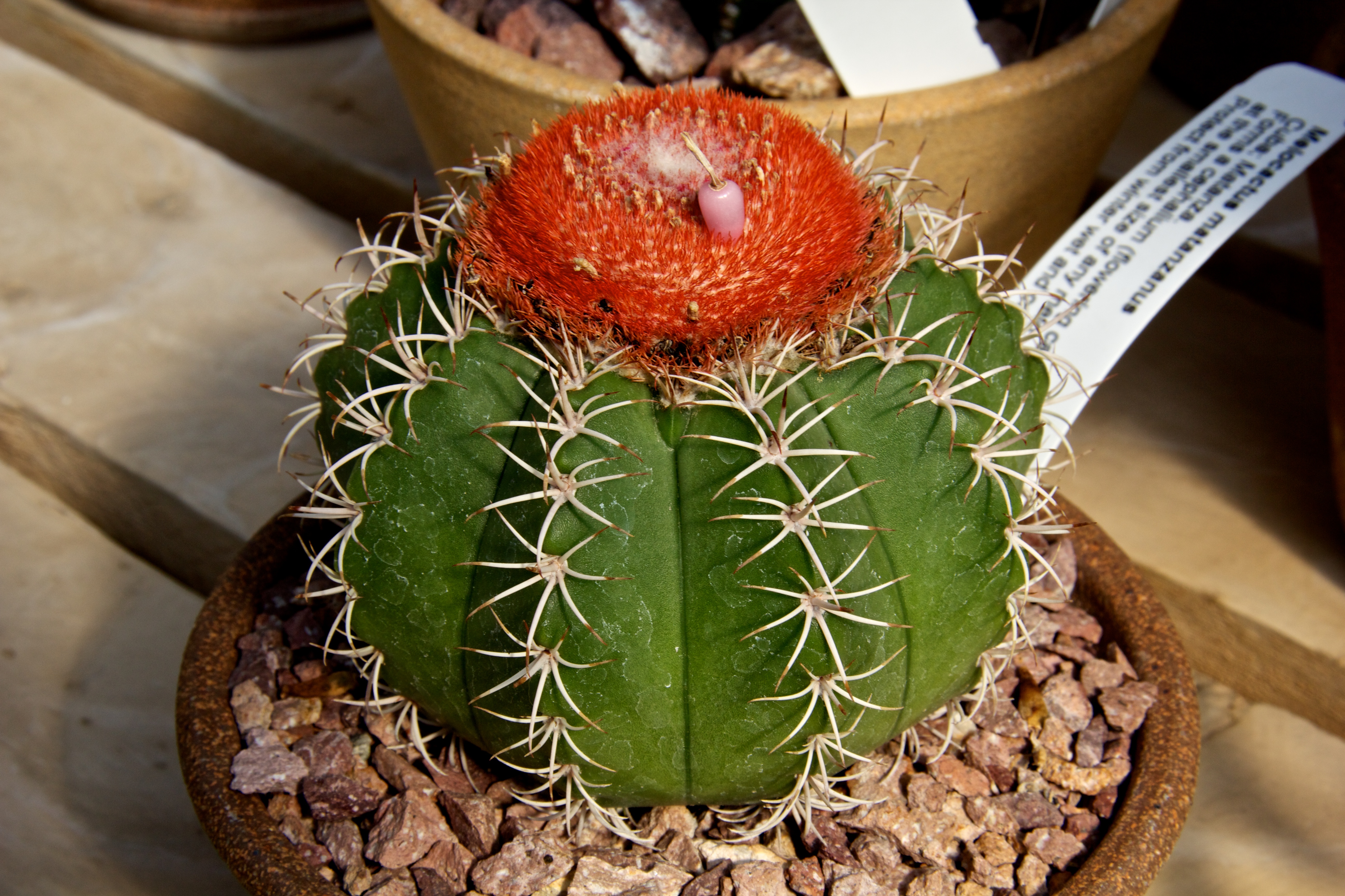 멜로카투스(Melocactus matanzanus) 대표 사진