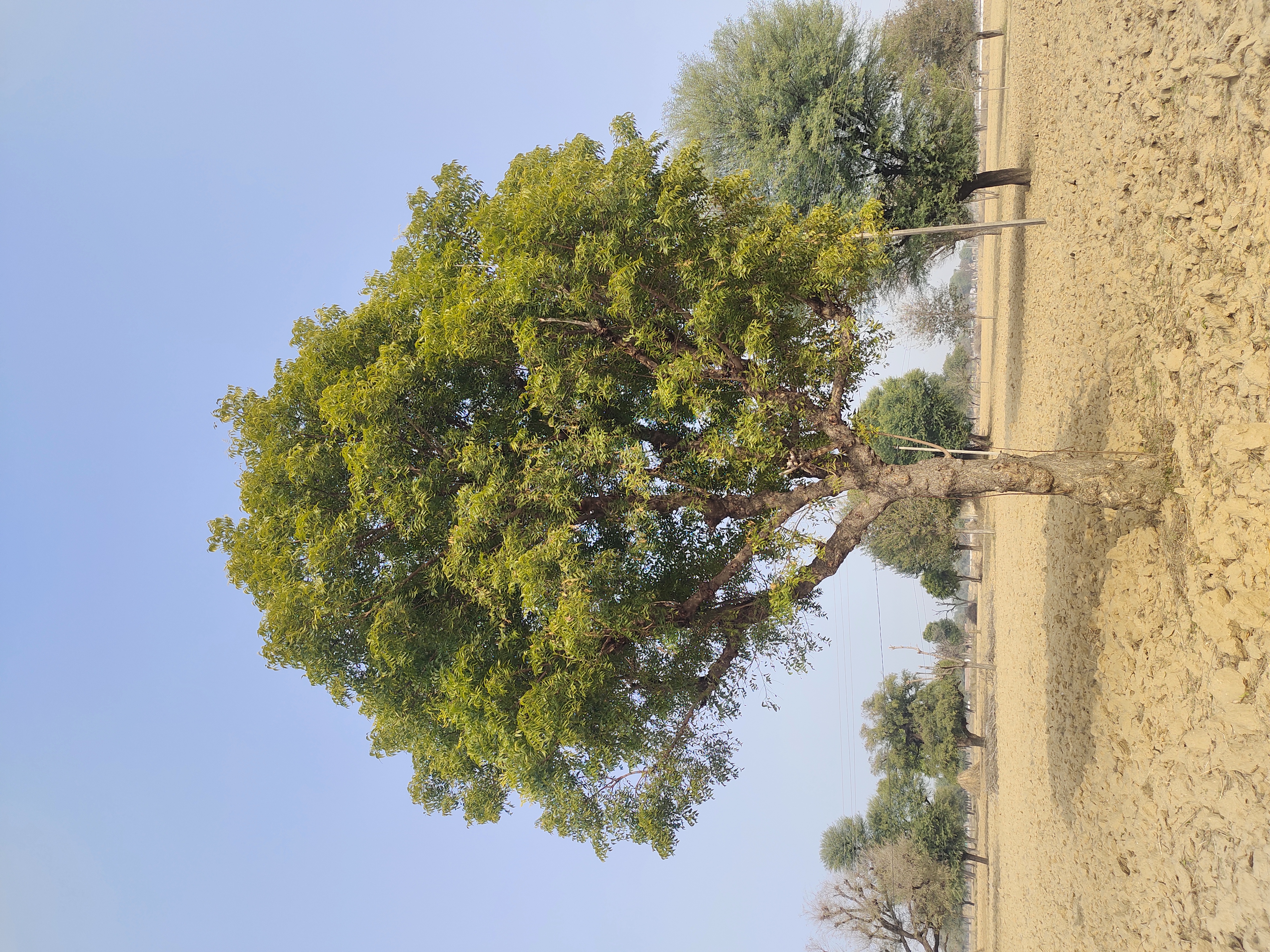 님(Azadirachta indica) 대표 사진