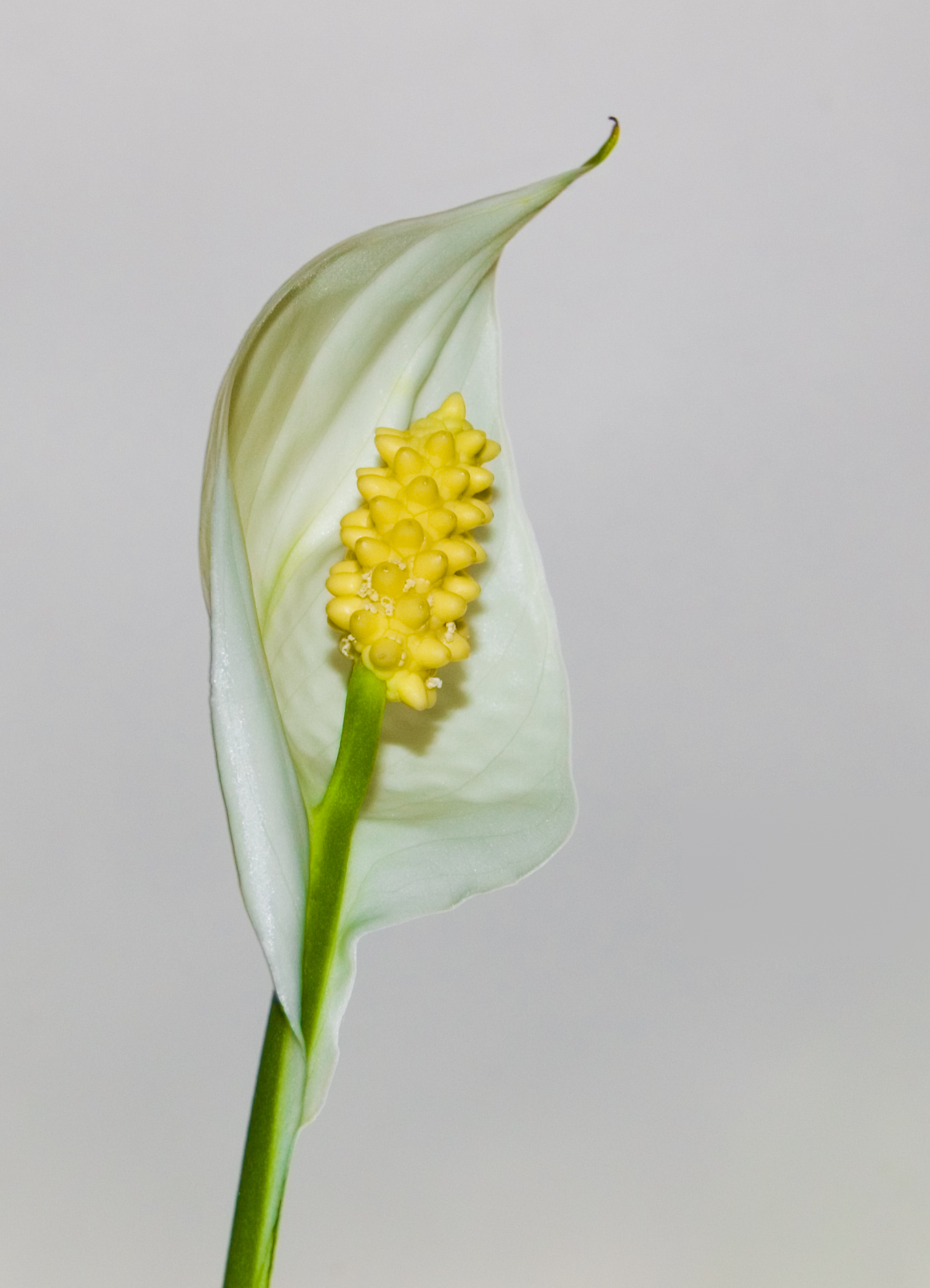 스파티필름(Spathiphyllum wallisii) 잎과 꽃 — 음지 식물 대표