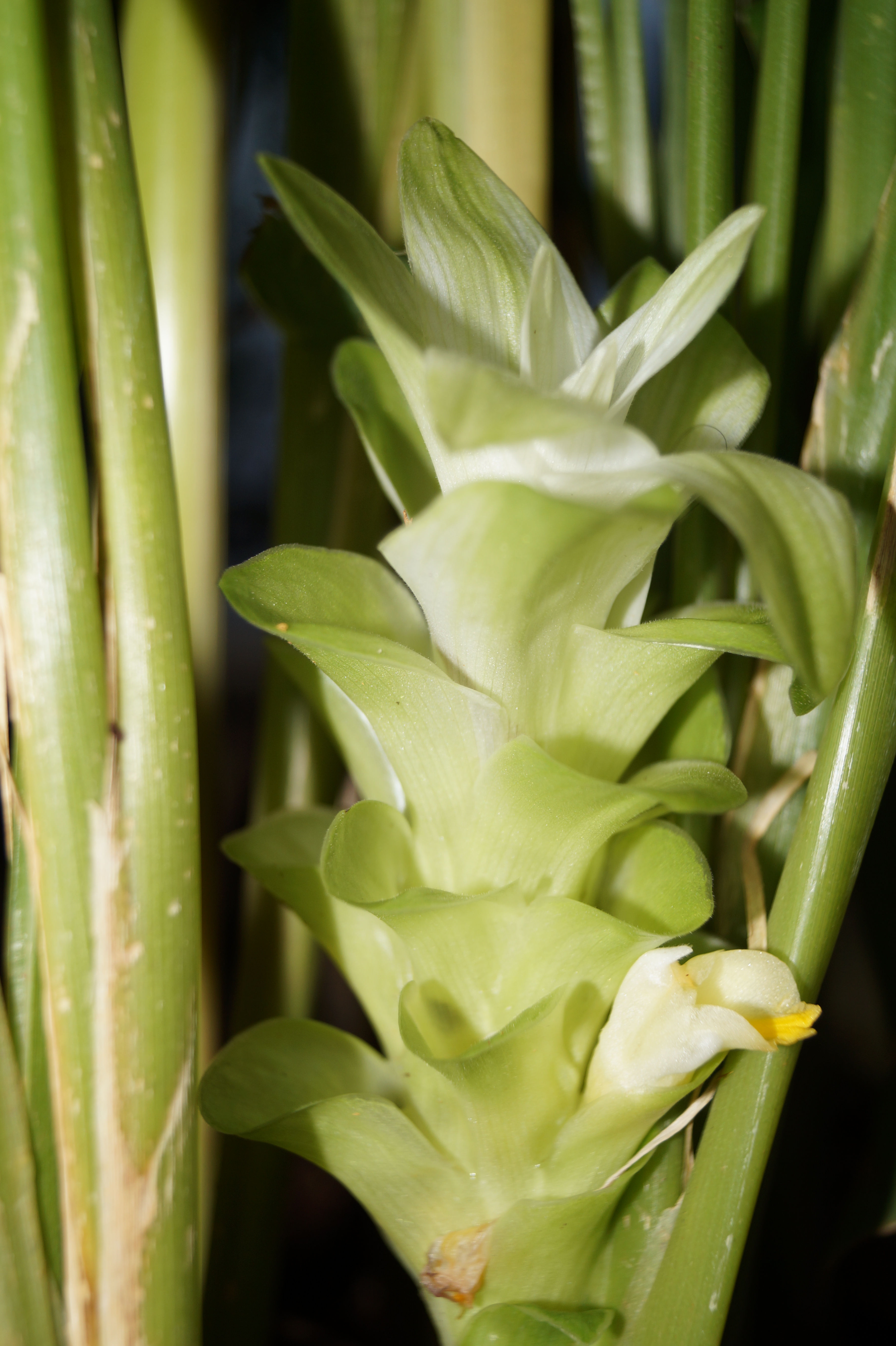 강황(Curcuma longa) — Wikimedia Commons CC 라이선스 대표 사진