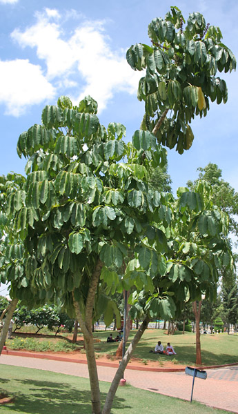 큰잎셰플레라(Schefflera actinophylla) — Wikimedia Commons