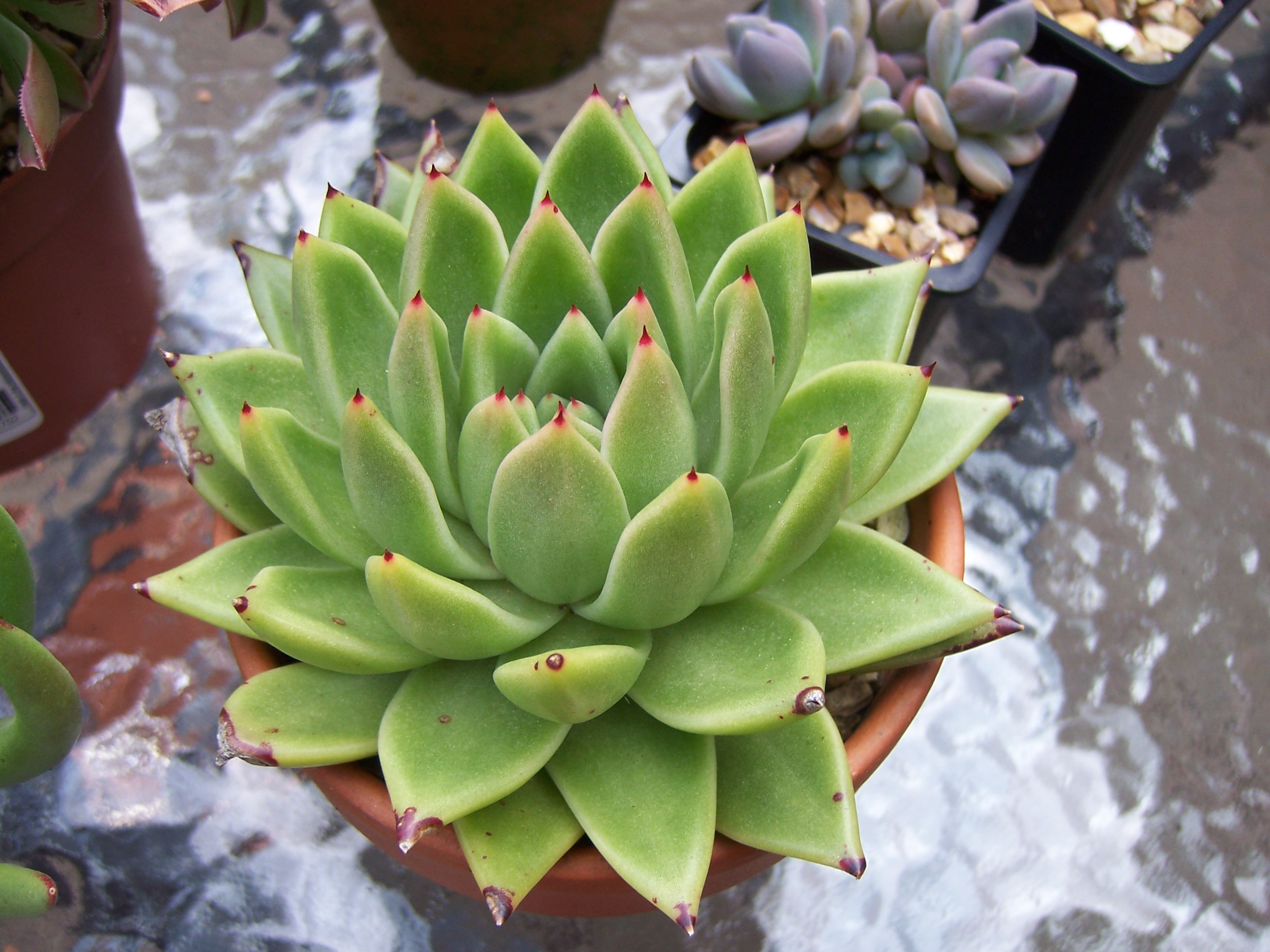 에케베리아 아가보이데스(Echeveria agavoides) — 장미 모양 로제트 다육